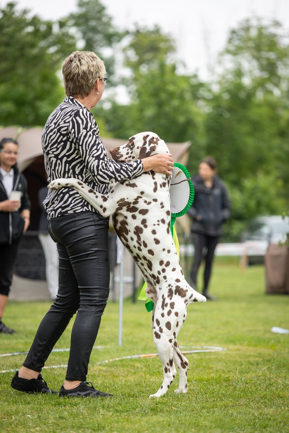 Dalmatinerzucht – Ausstellungshunde