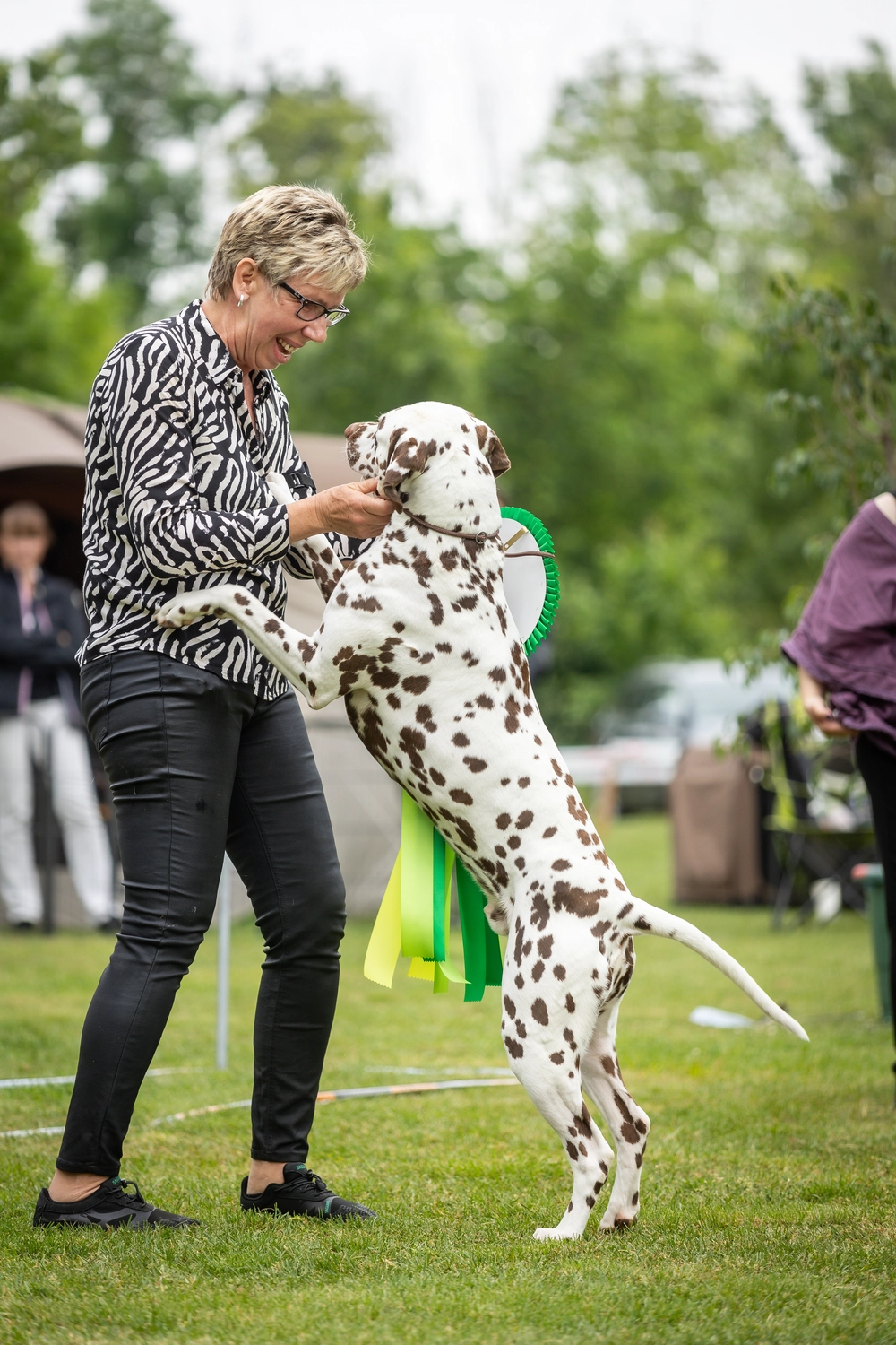 Dalmatinerzucht – Ausstellungshunde