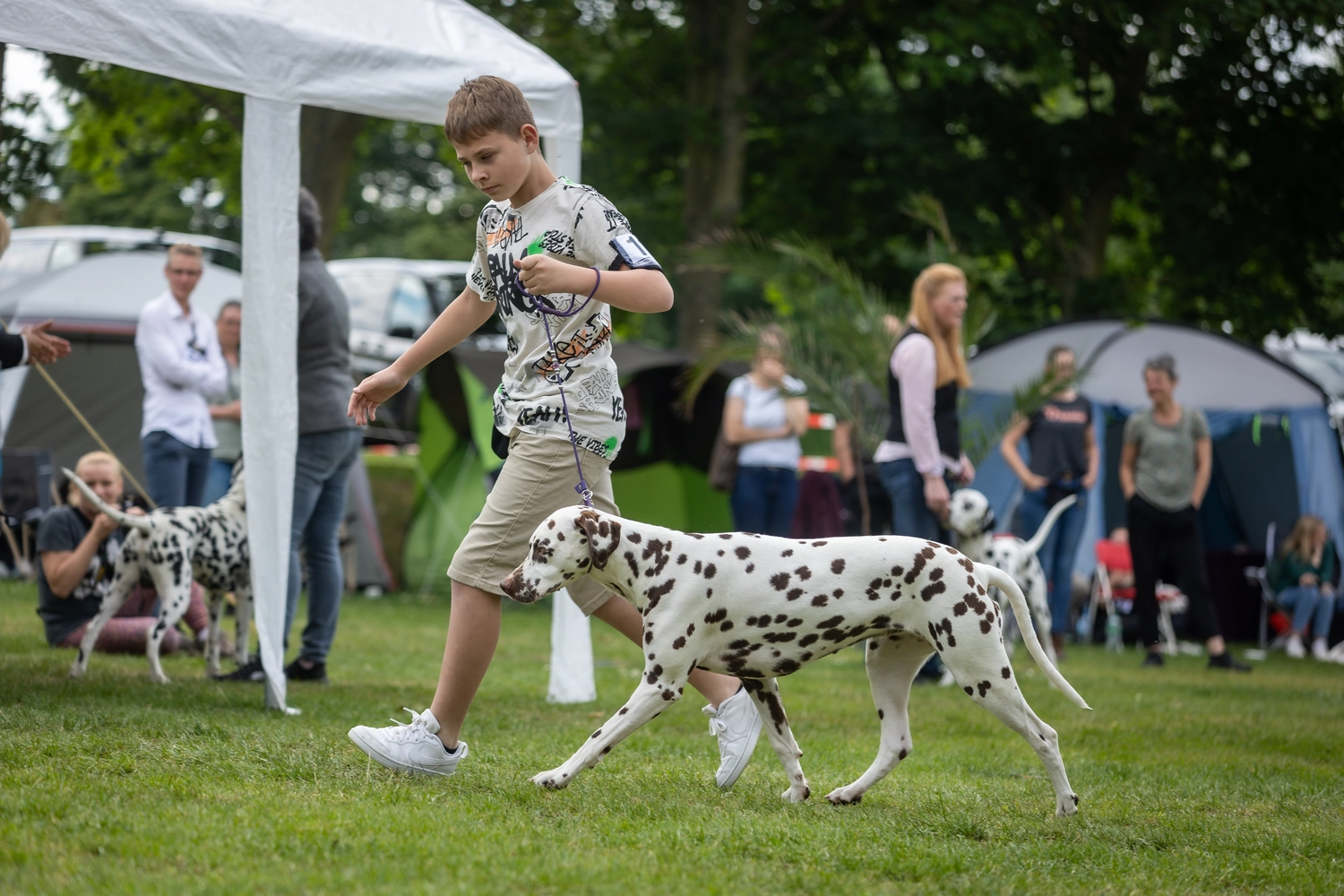 Dalmatinerzucht – Ausstellungshunde