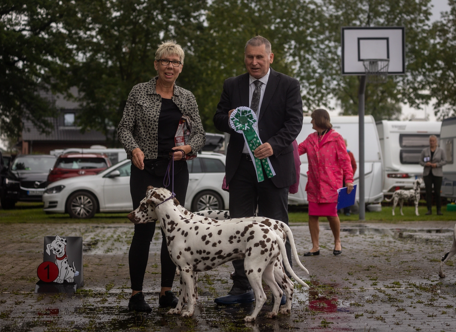 Dalmatinerzucht – Ausstellungshunde