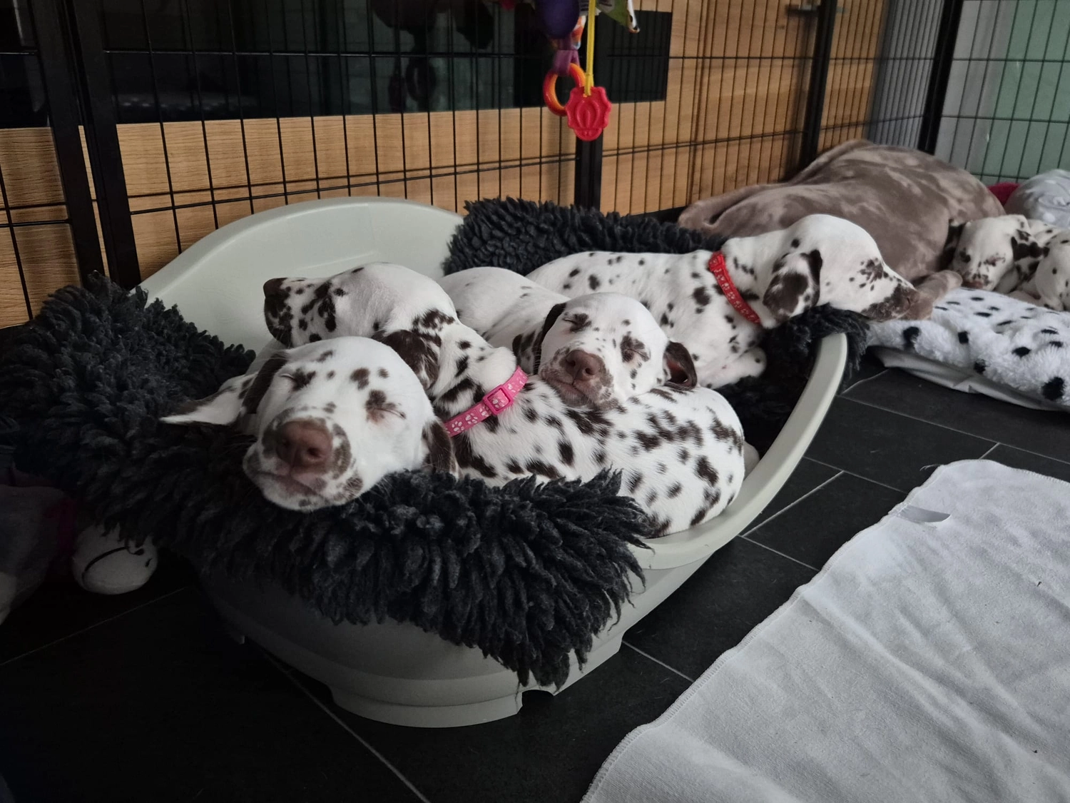 Dalmatiner - Zuchtstätte - Tierärztlicher Bericht über eine Ultraschalluntersuchung einer trächtigen Hündin namens Merle