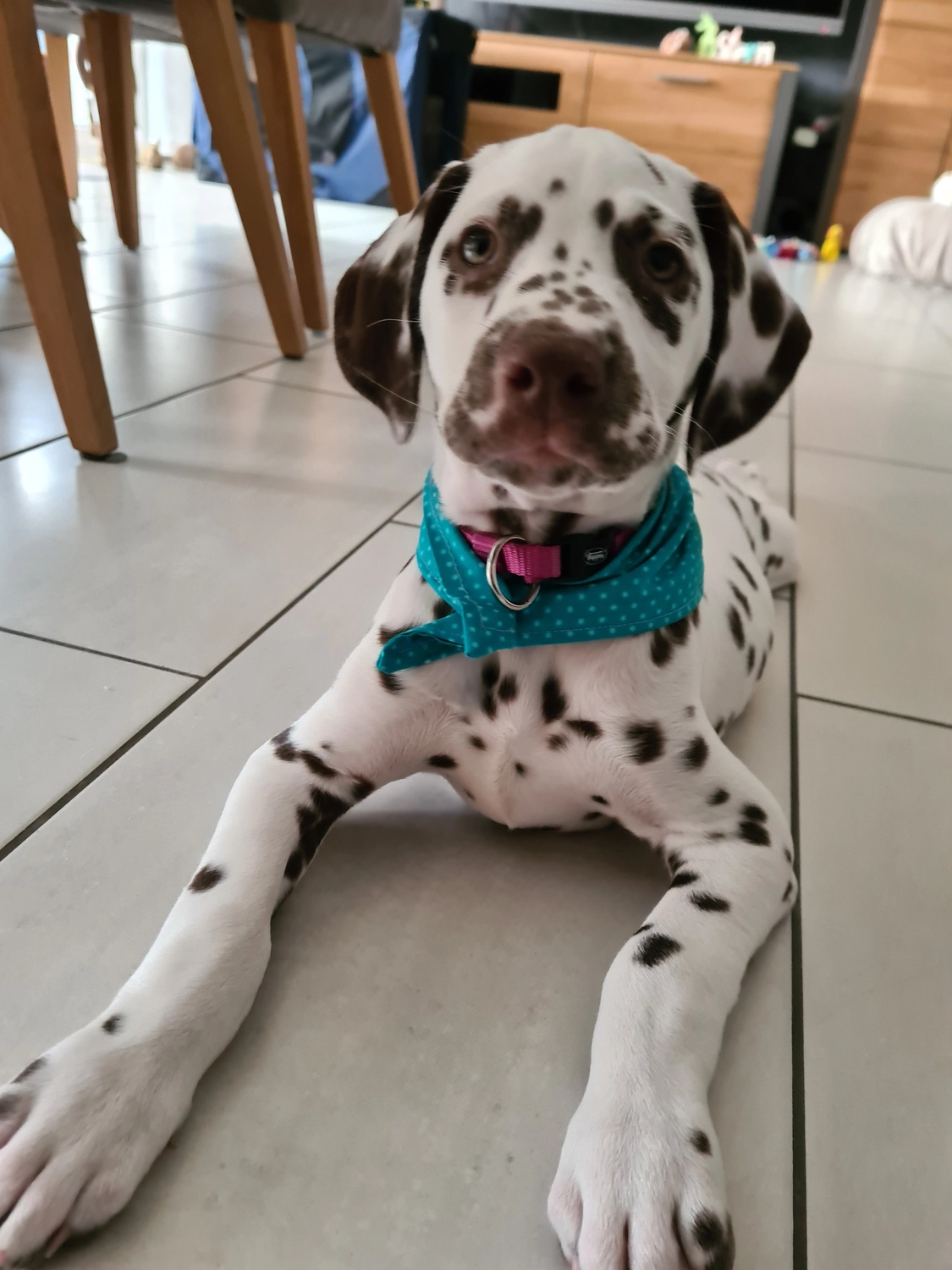 Dalmatinerzucht – Hunde