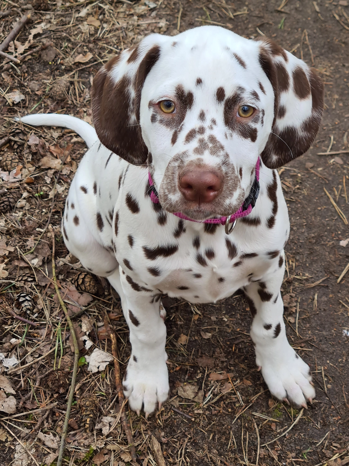 Dalmatinerzucht – Hunde