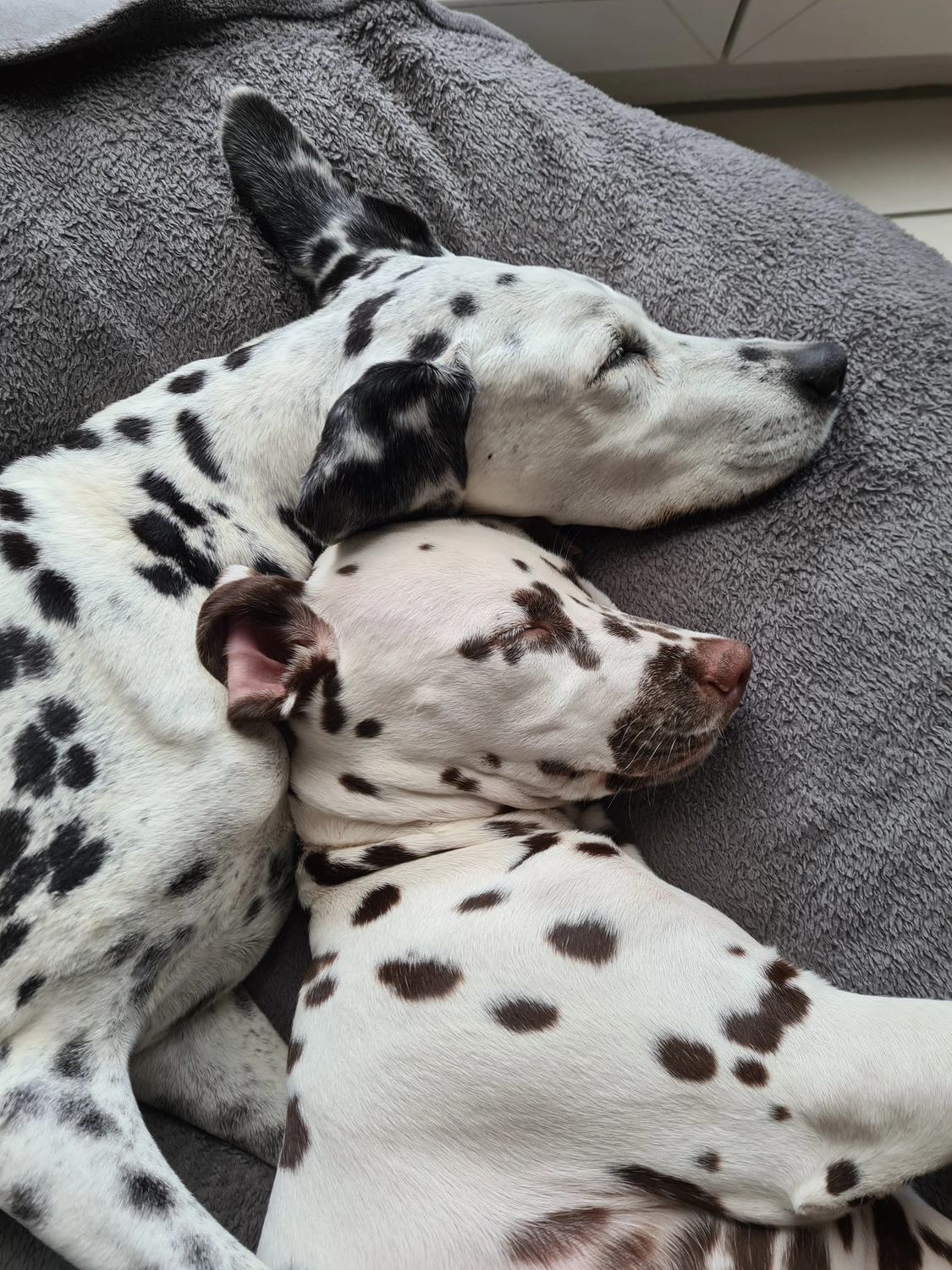 Dalmatinerzucht – Hunde