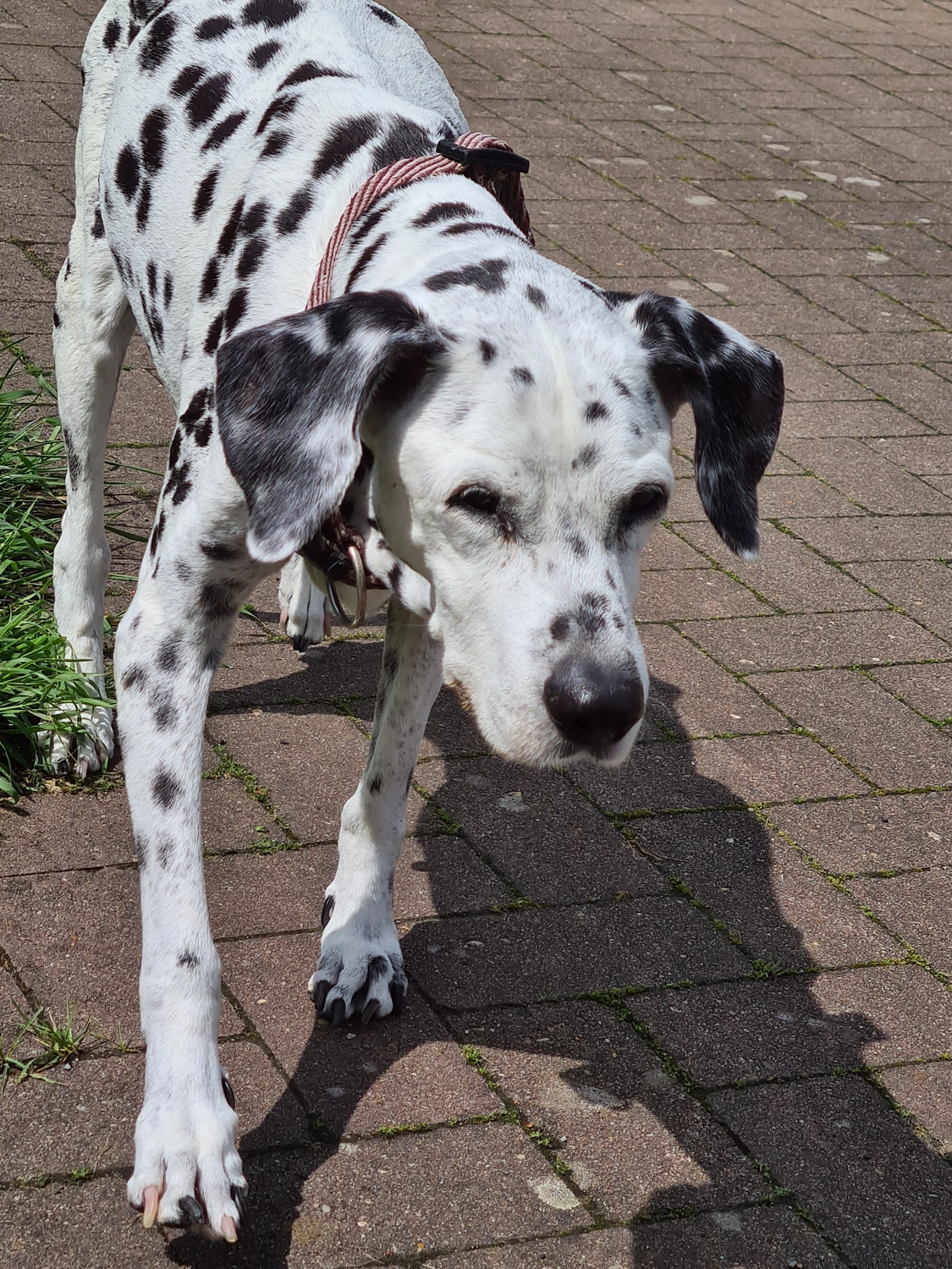 Dalmatinerzucht – Hunde