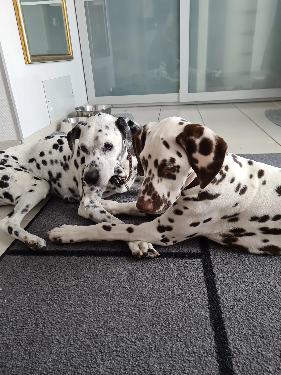 Dalmatinerzucht – Hunde