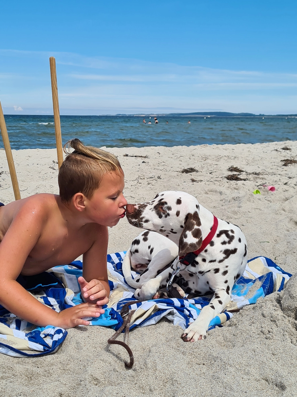 Dalmatinerzucht – Hund im Meer