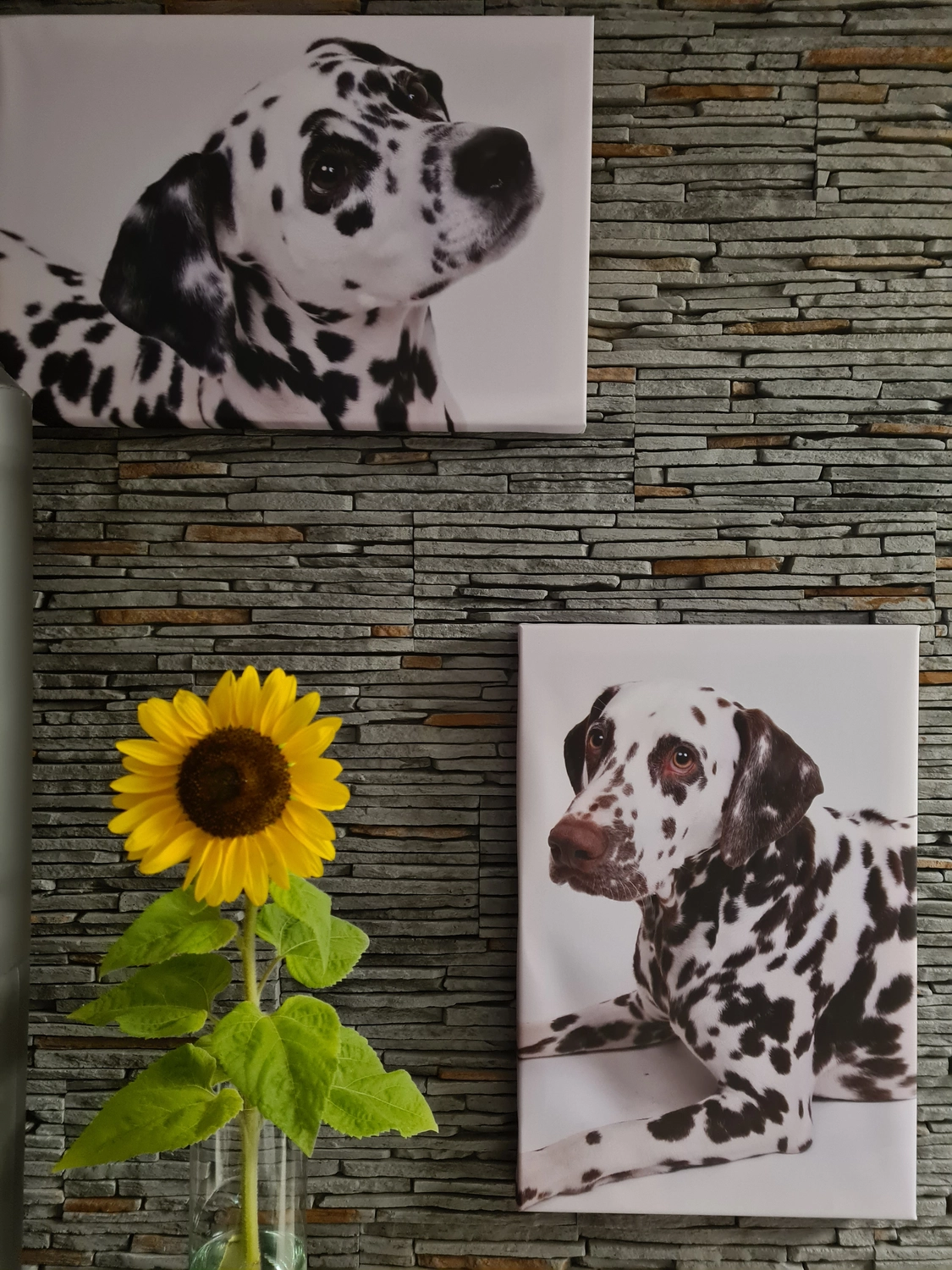 Dalmatiner - Zuchtstätte - Rahmen