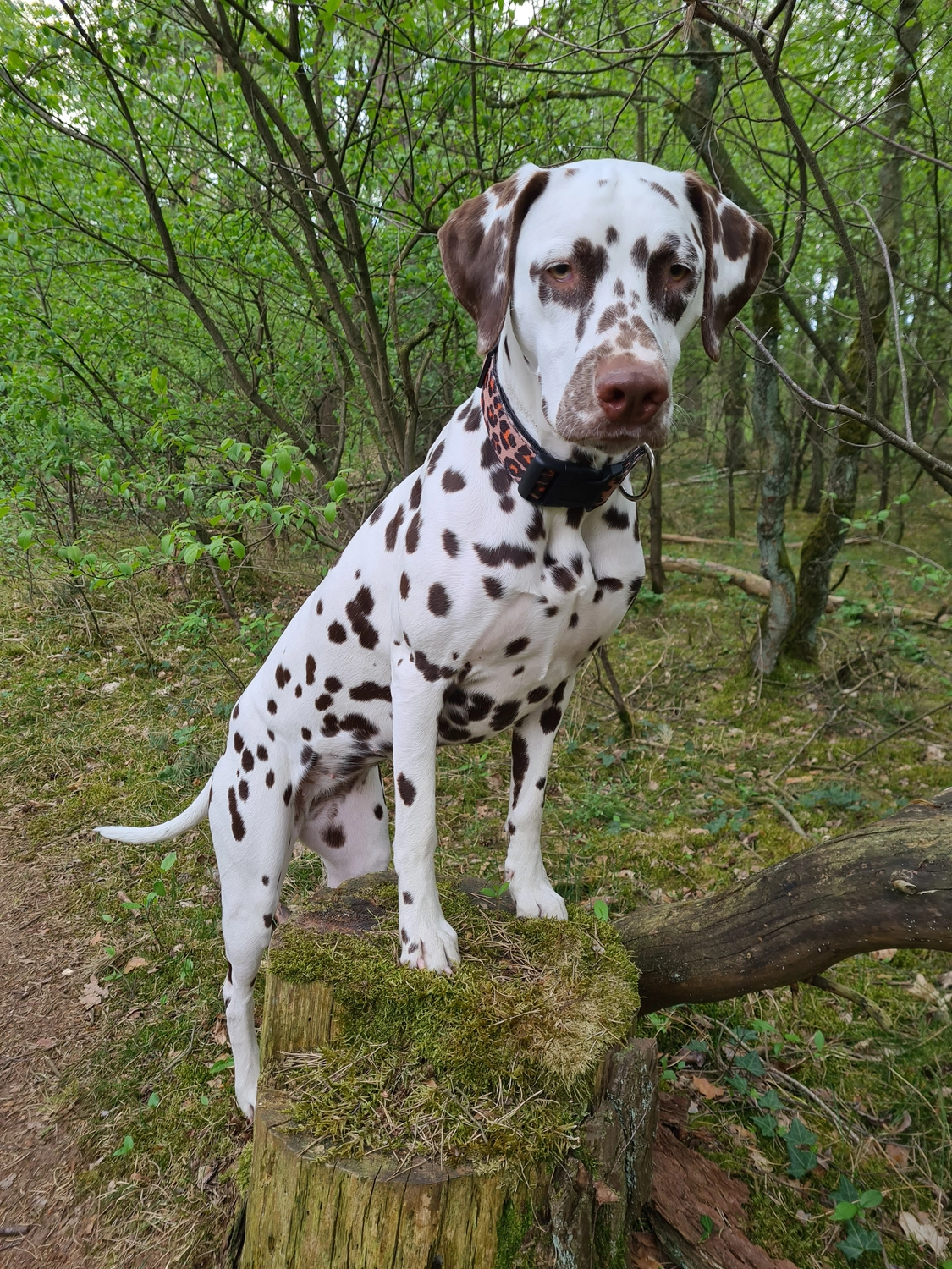 Dalmatinerzucht – Hunde