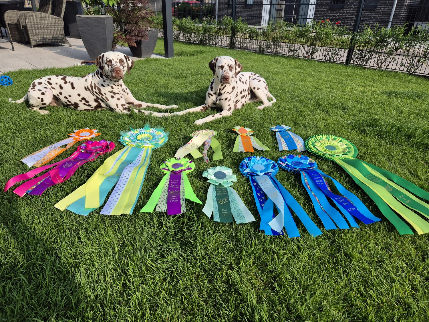 Dalmatinerzucht – Hunde im Garten