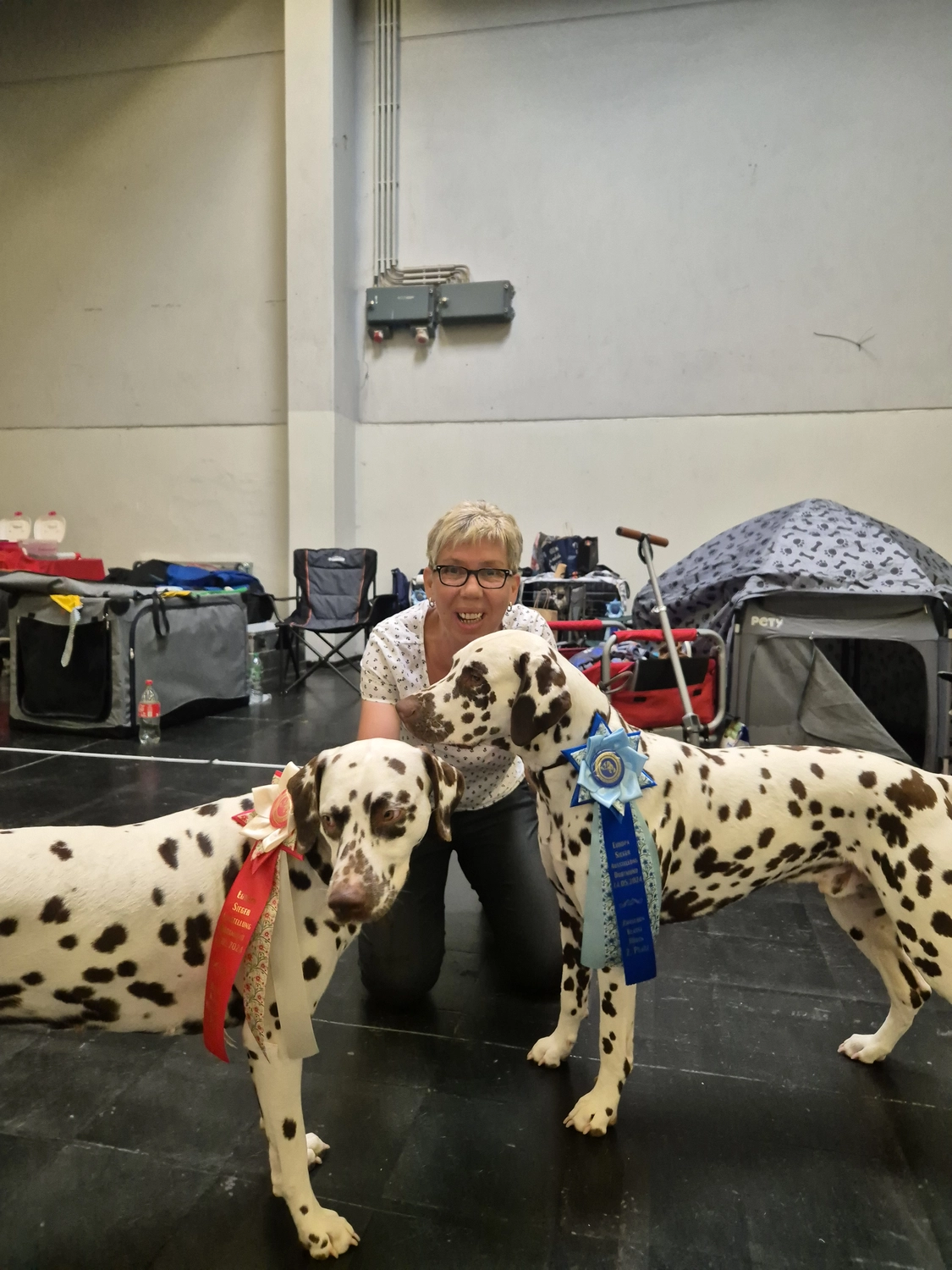 Dalmatinerzucht – Ausstellungshunde