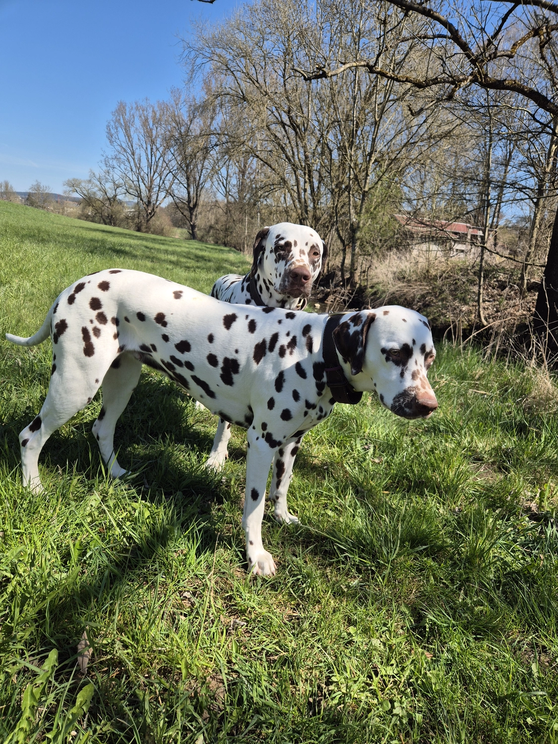 Dalmatinerzucht – Hunde im Garten