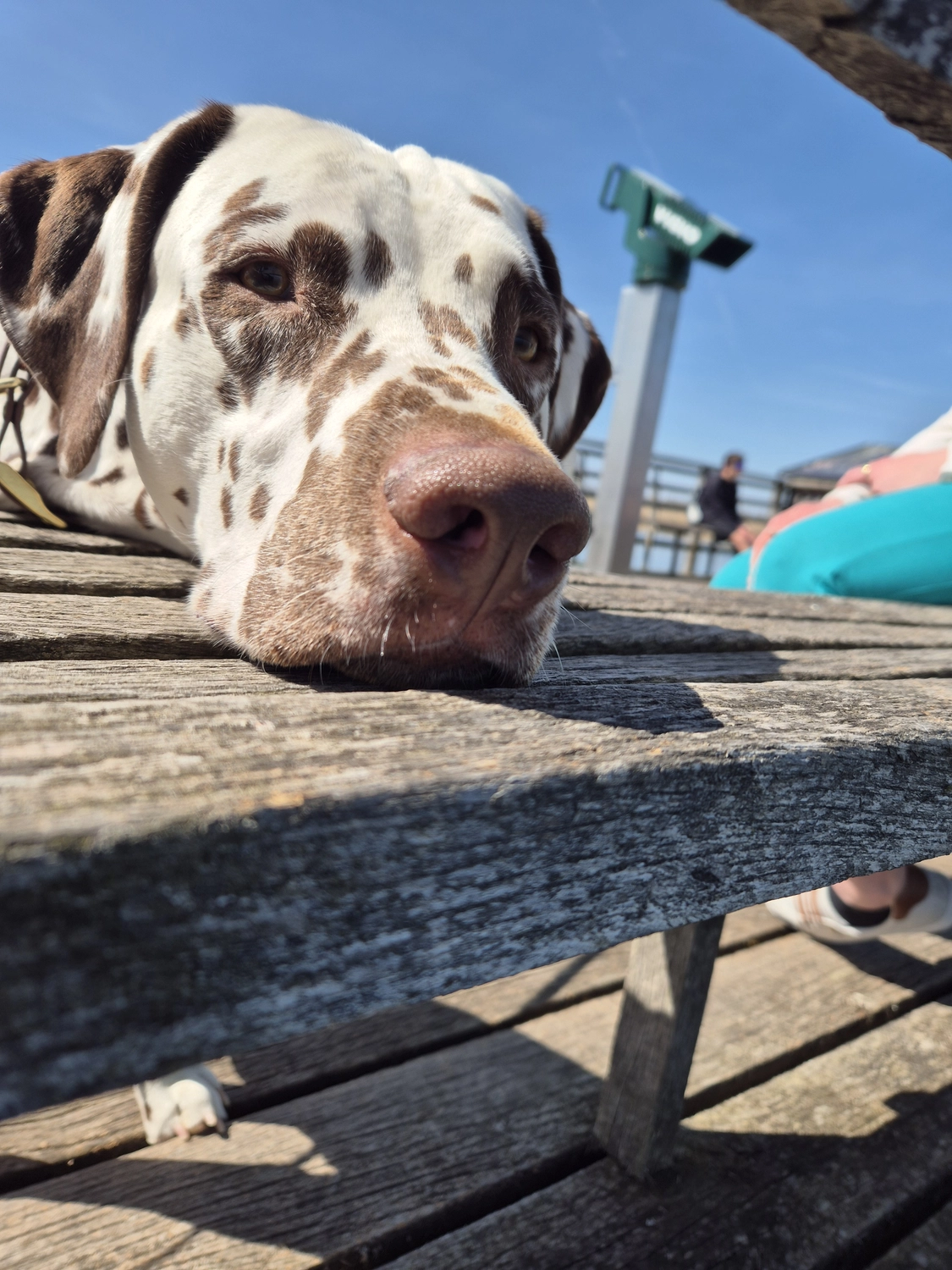 Dalmatinerzucht – Hund im Meer