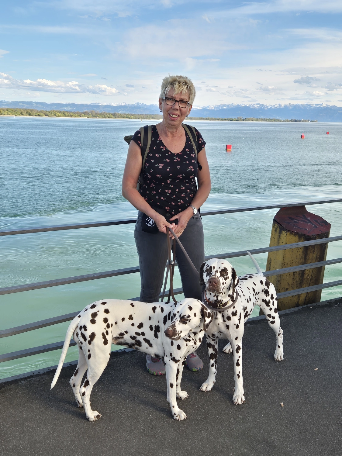 Dalmatinerzucht – Hunde