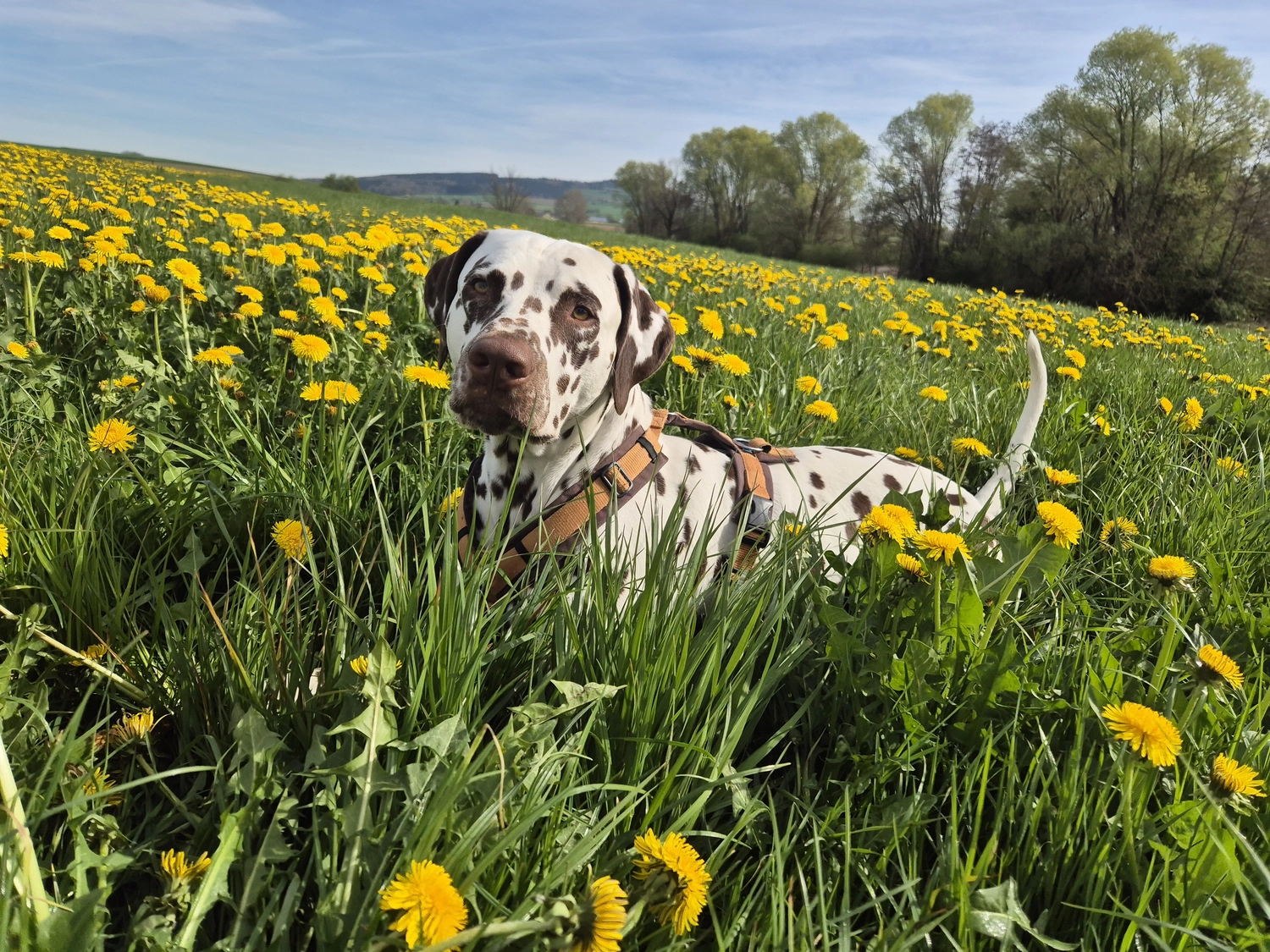 Dalmatinerzucht – Hunde