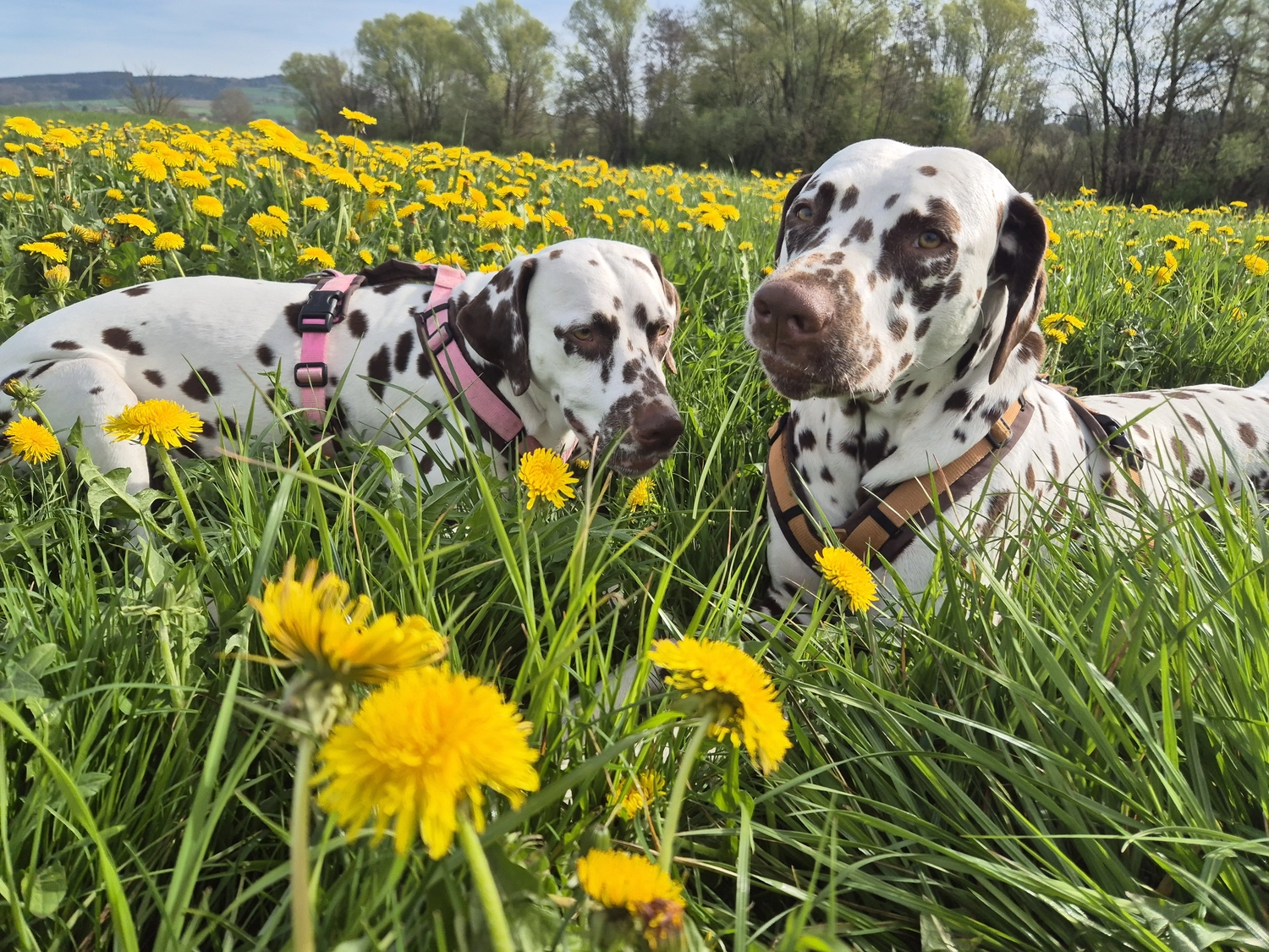 Dalmatinerzucht – Hunde im Garten