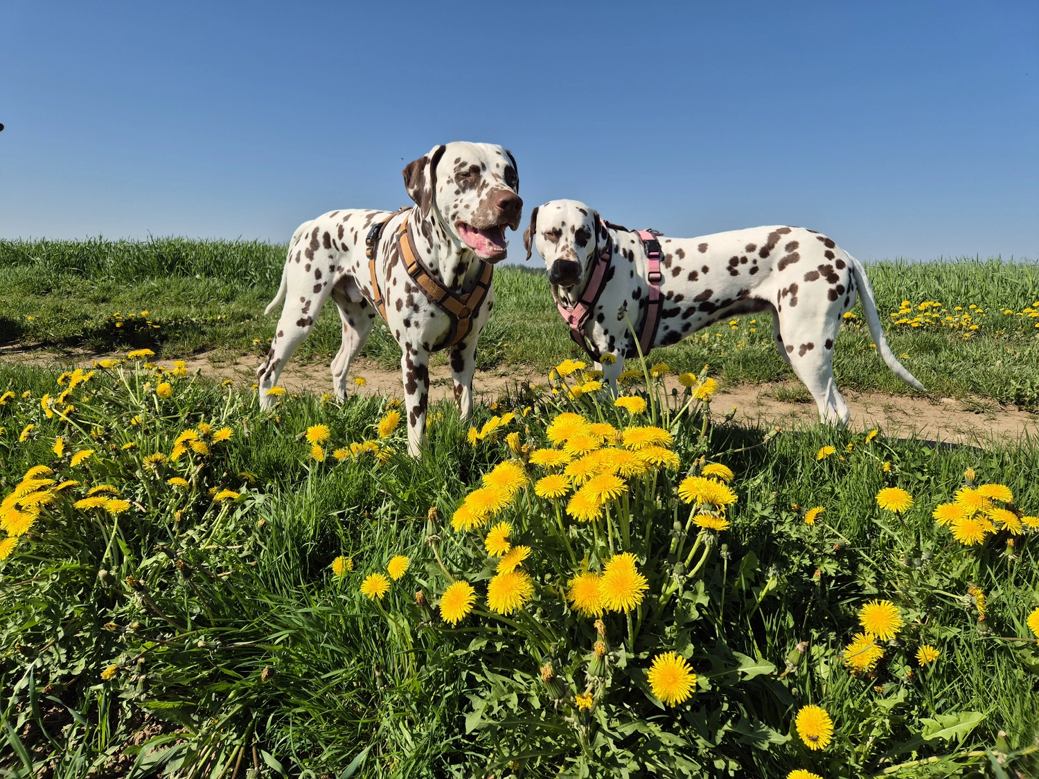 Dalmatinerzucht – Hunde im Garten