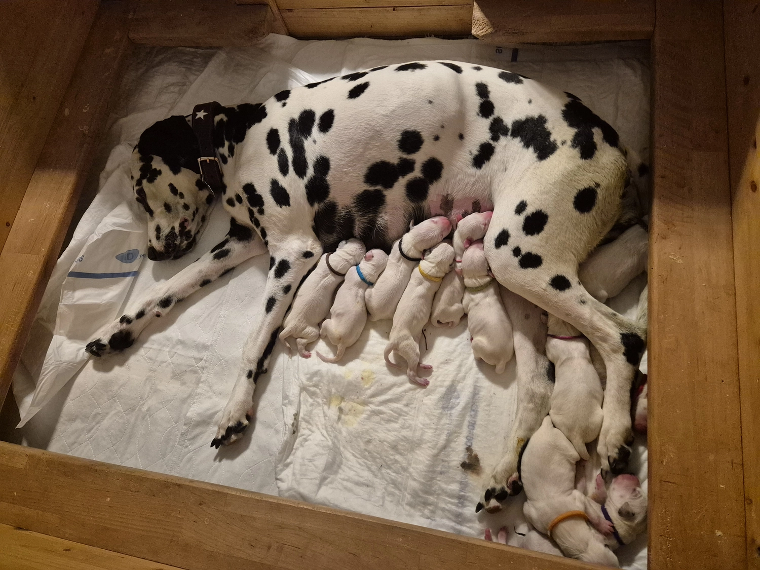 Dalmatinerzucht – Welpen