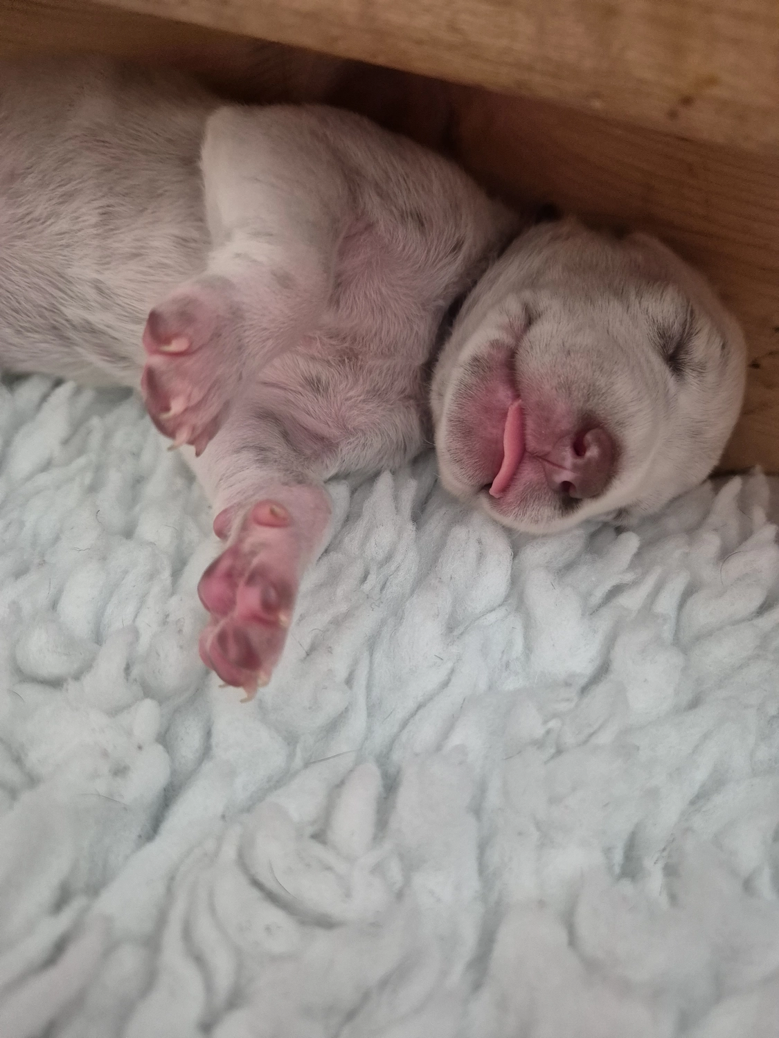 Dalmatinerzucht – Welpen