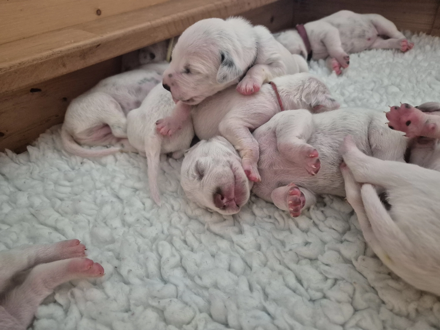 Dalmatinerzucht – Welpen