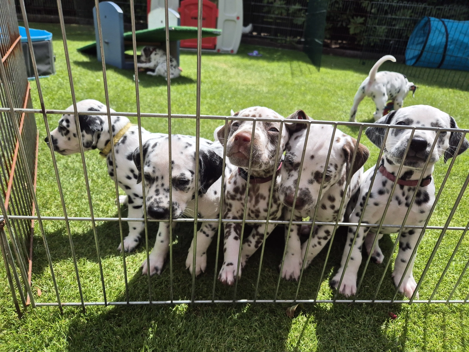 Dalmatinerzucht – Welpen im Käfig
