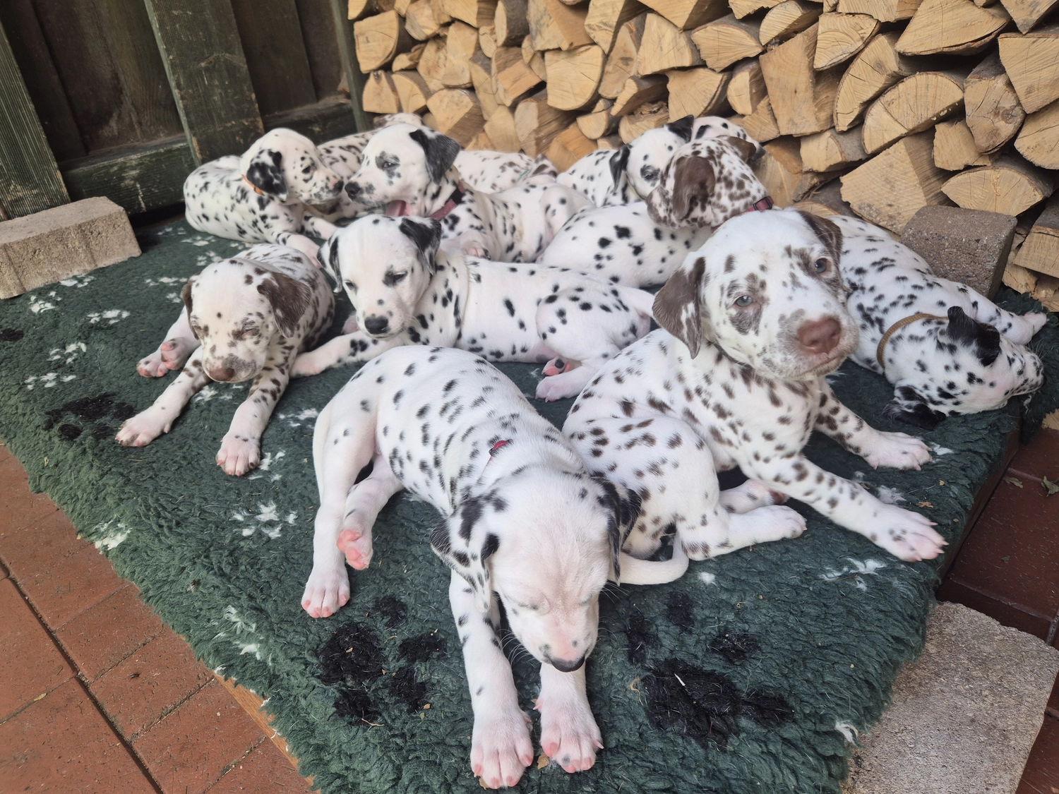Dalmatinerzucht – Welpen