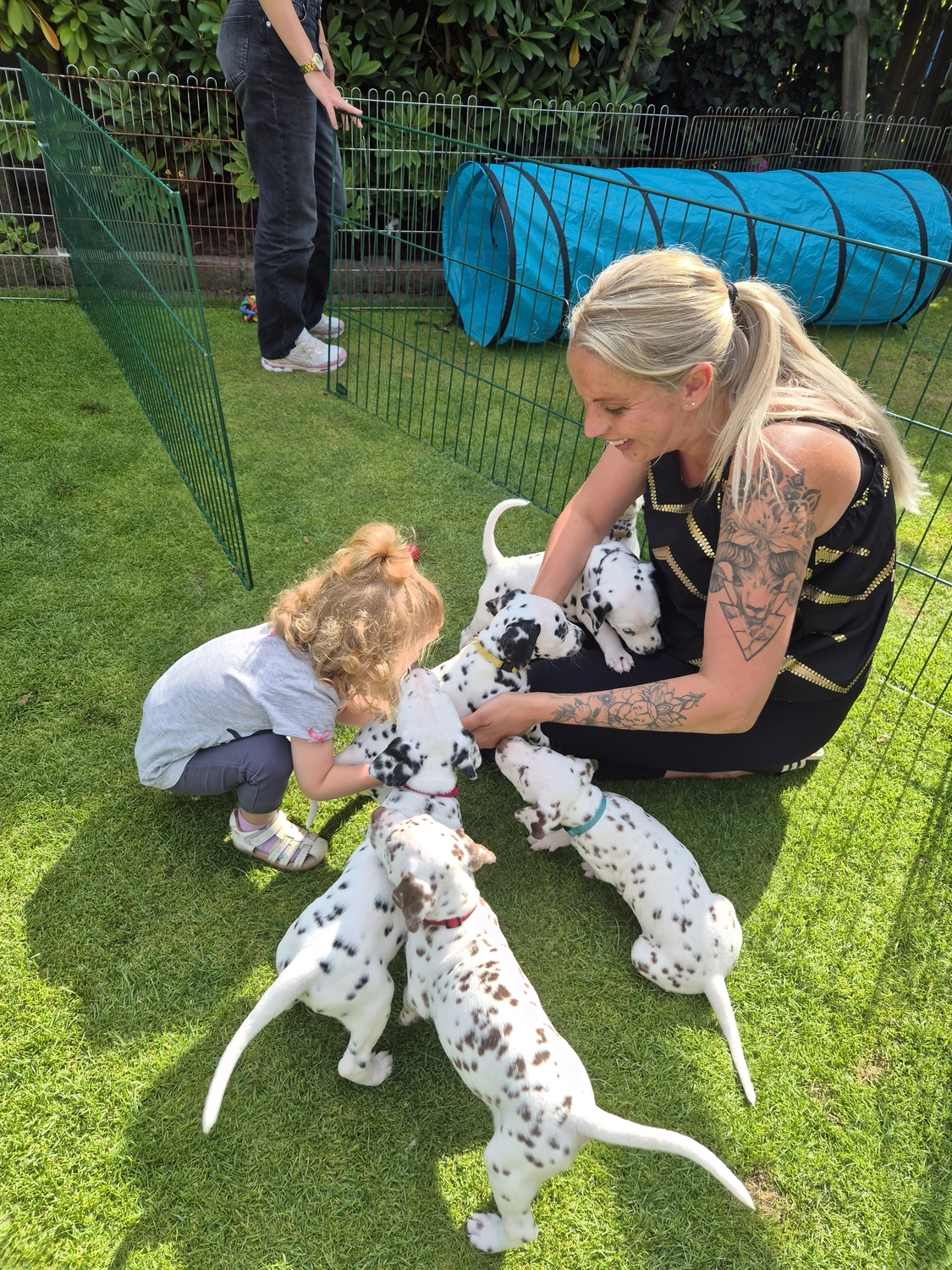 Dalmatinerzucht – Welpen