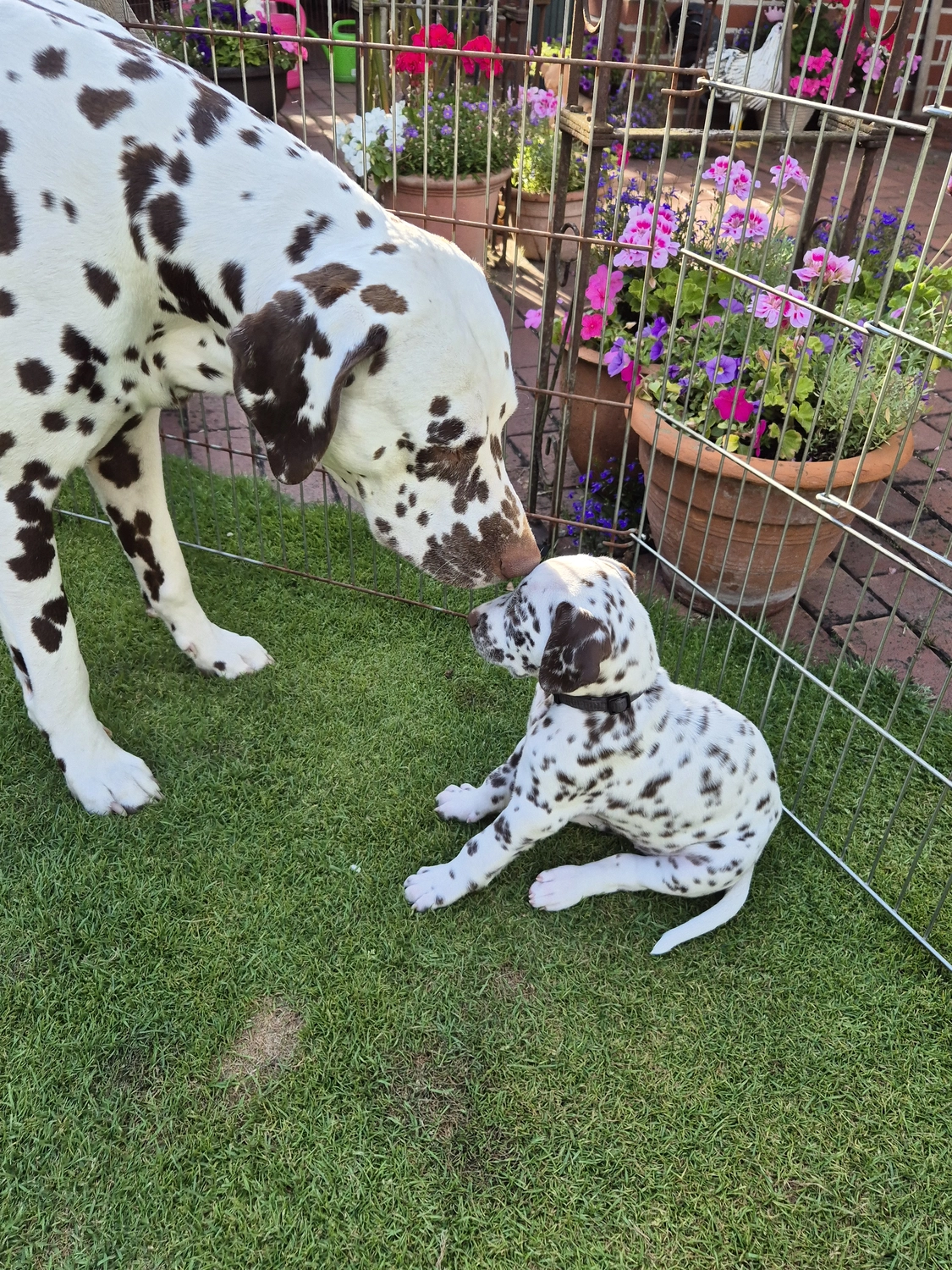 Dalmatinerzucht – Hunde