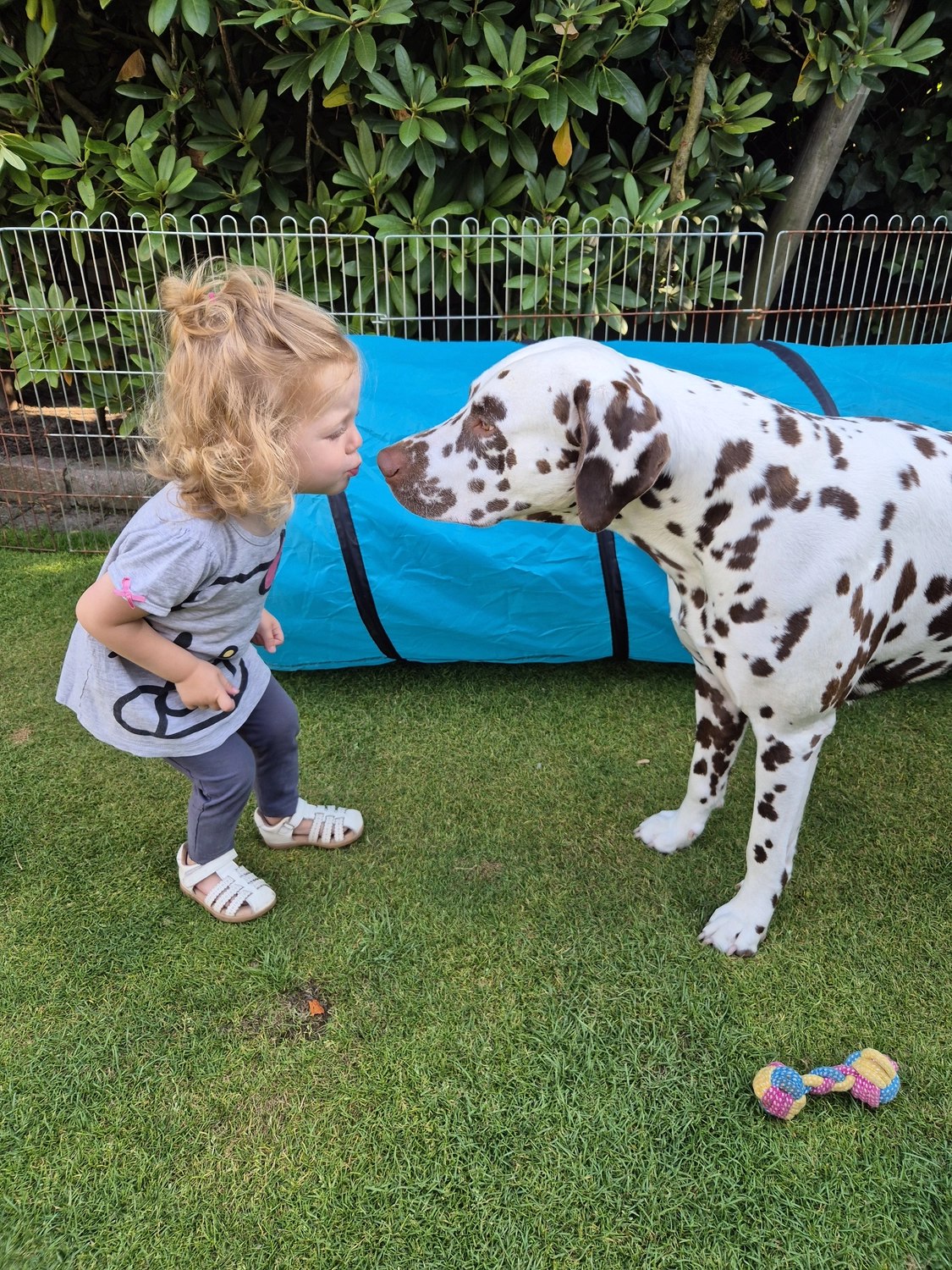 Dalmatinerzucht – Welpen