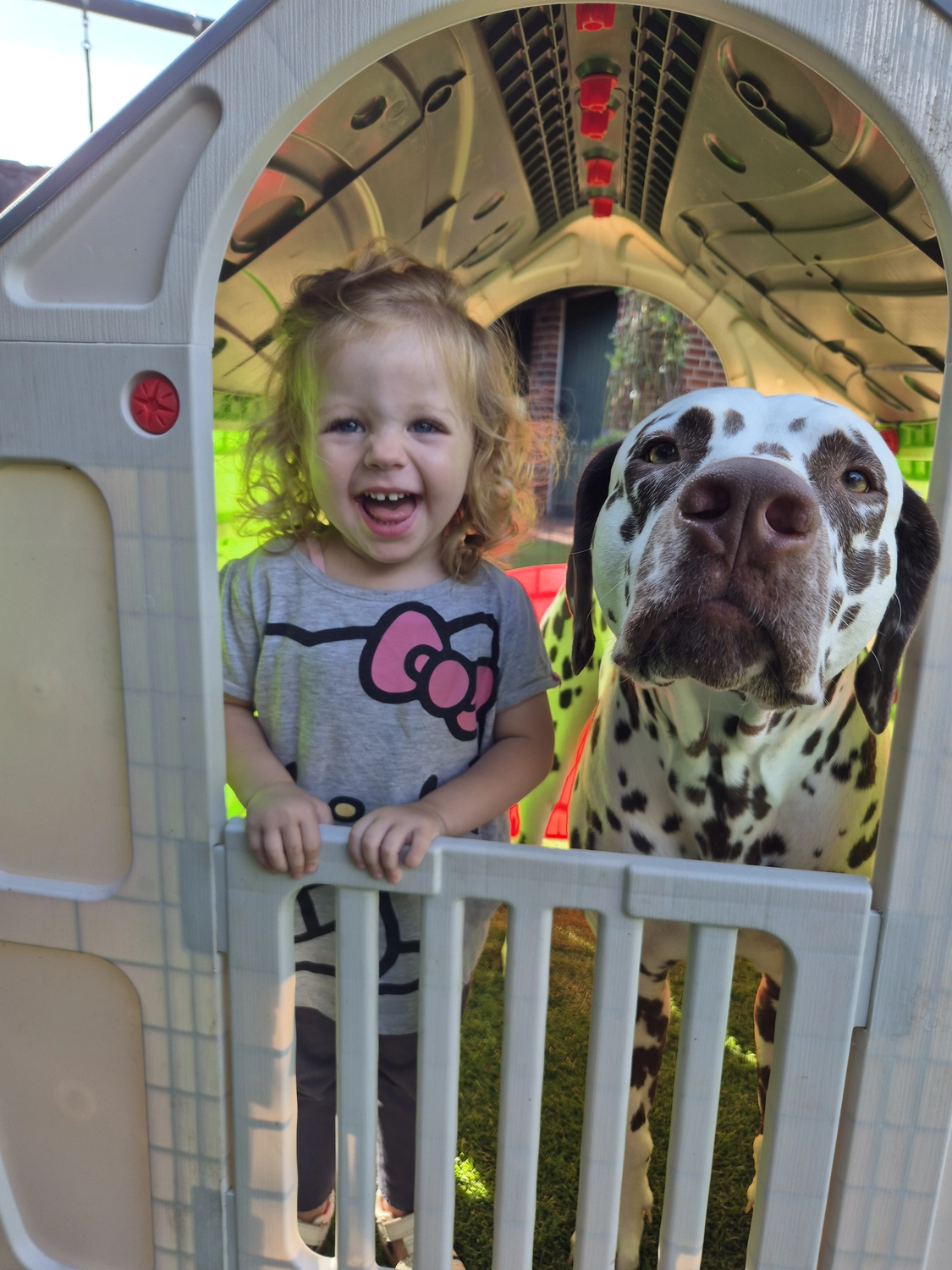 Dalmatinerzucht – Hunde