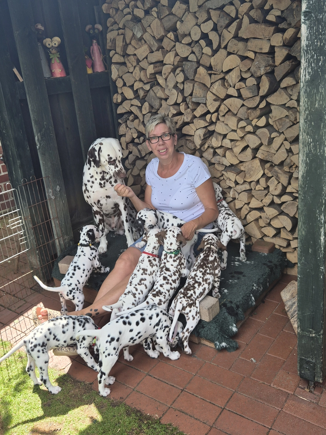 Dalmatinerzucht – Welpen