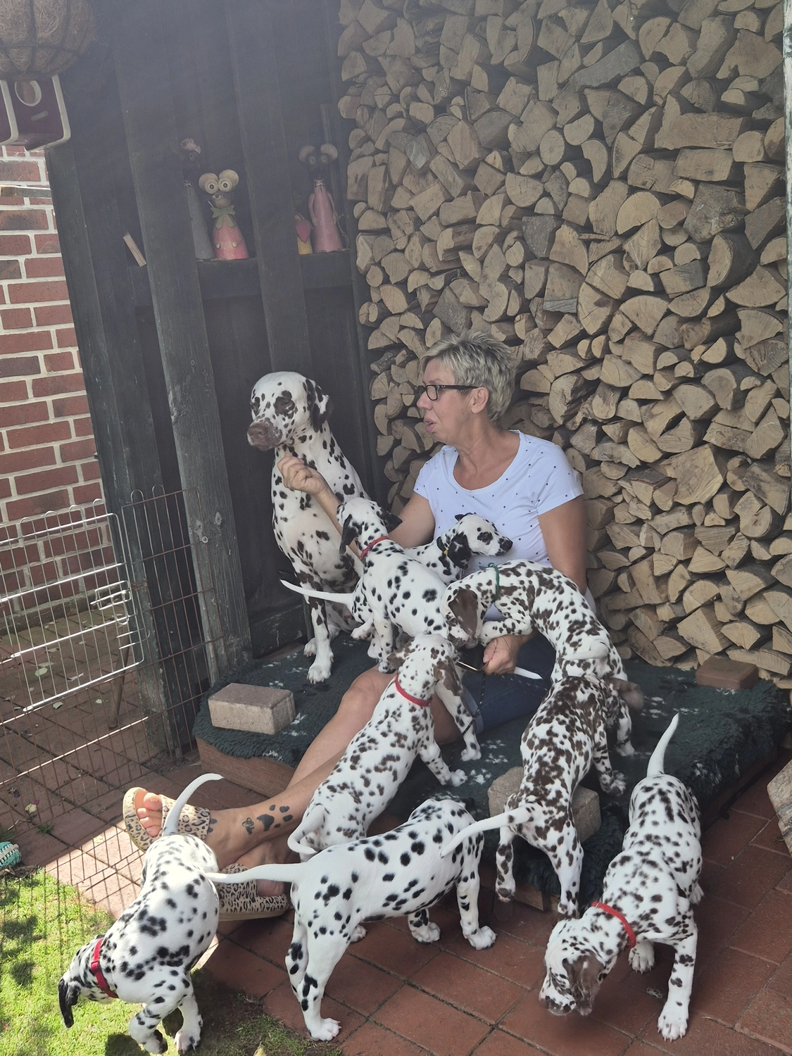 Dalmatinerzucht – Welpen