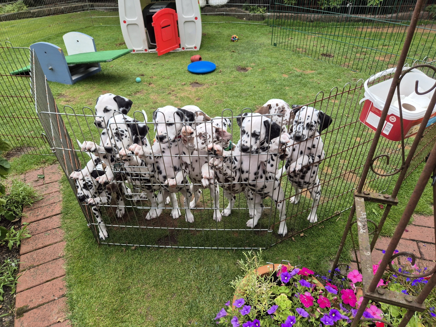 Dalmatinerzucht – Welpen