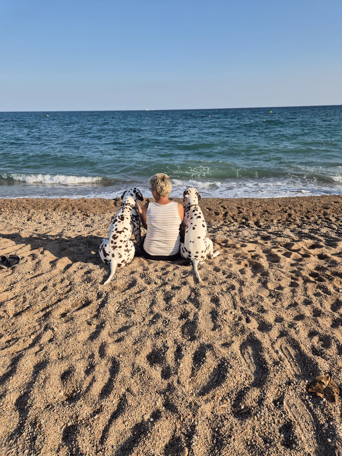 Dalmatinerzucht – Hund im Meer