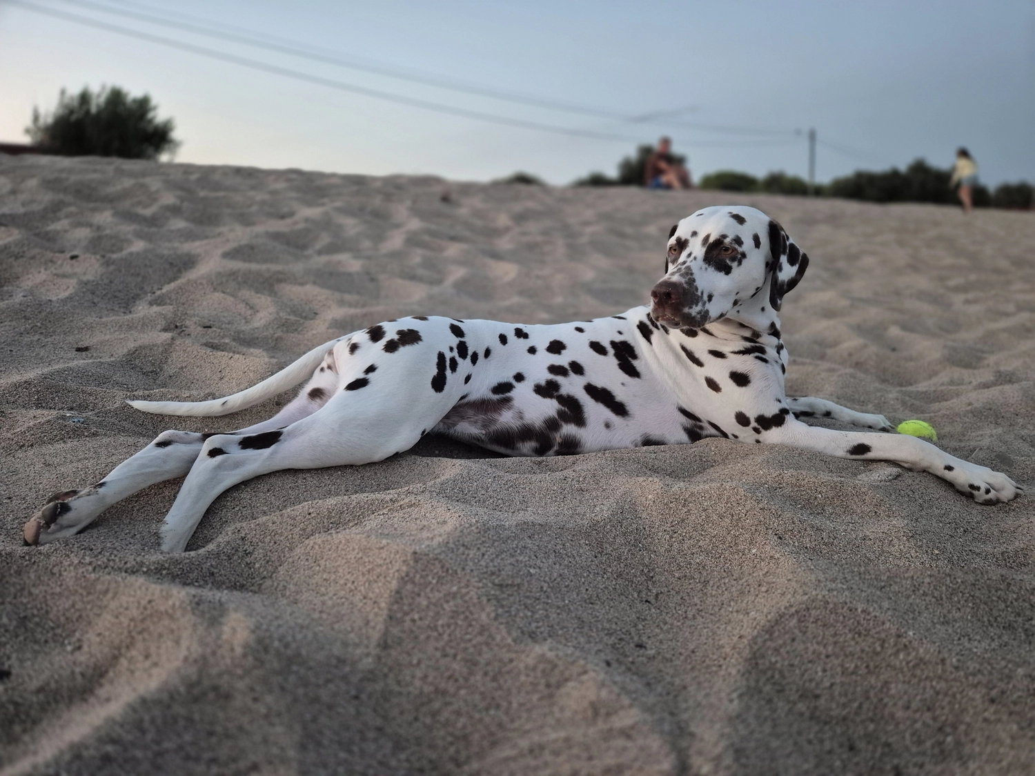 Dalmatinerzucht – Hund im Meer