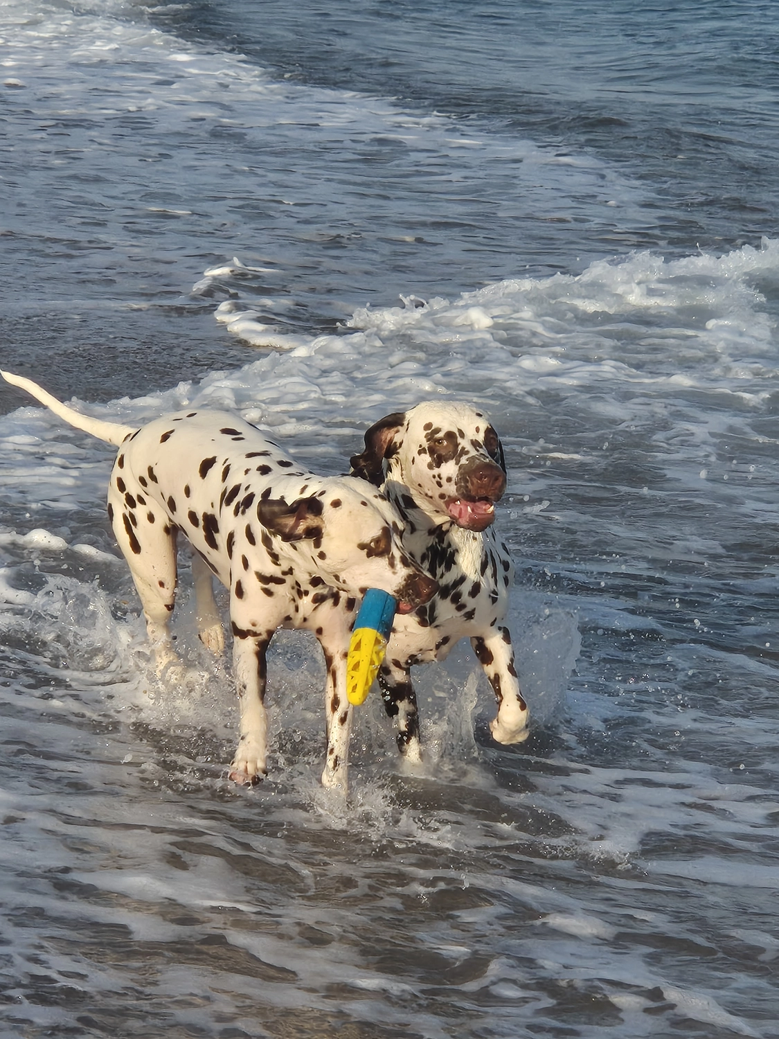 Dalmatinerzucht – Hund im Meer