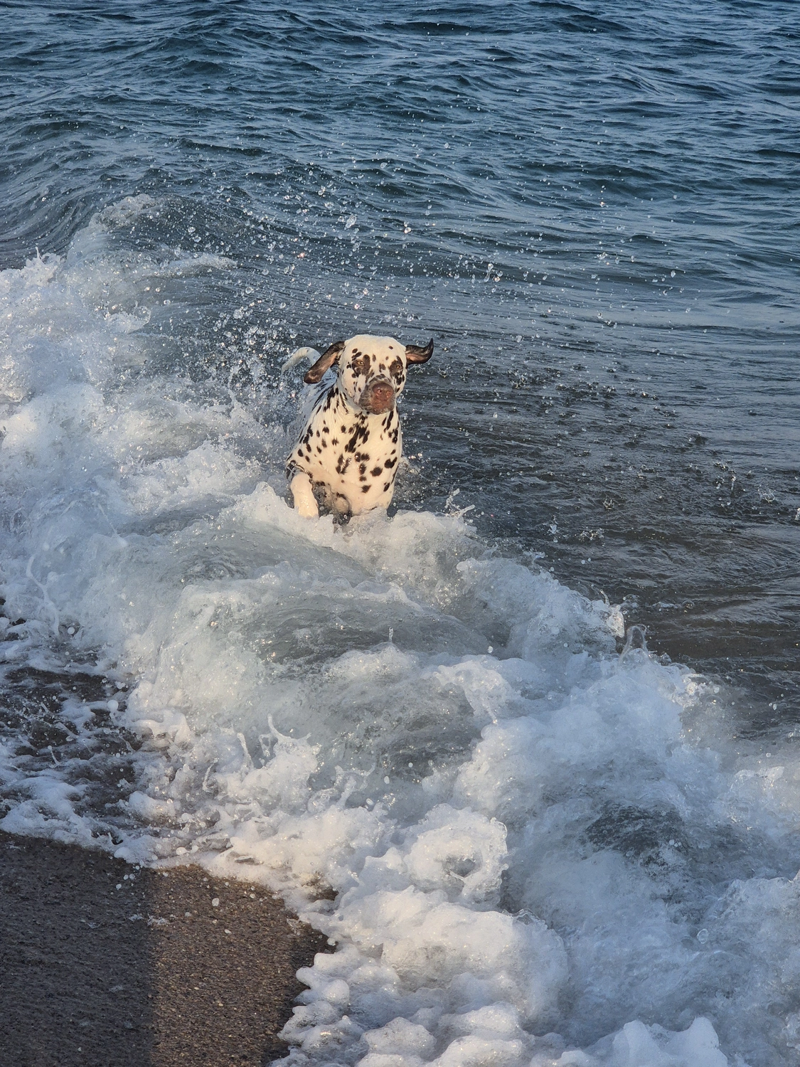 Dalmatinerzucht – Hund im Meer