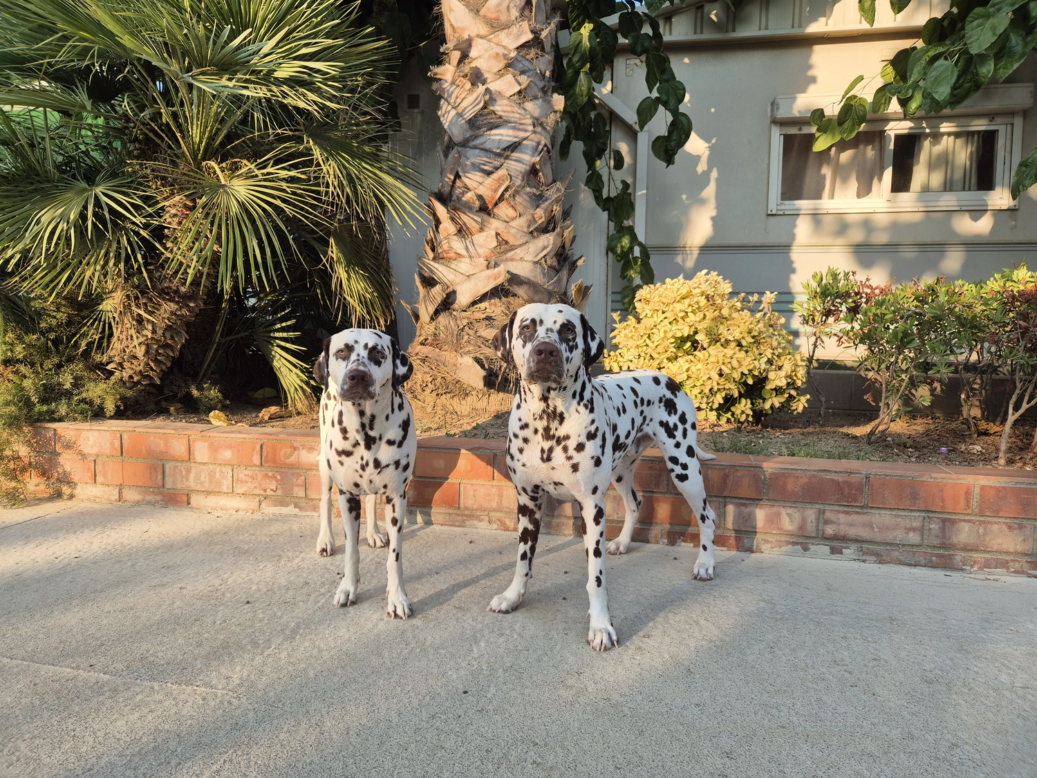 Dalmatinerzucht – Hunde