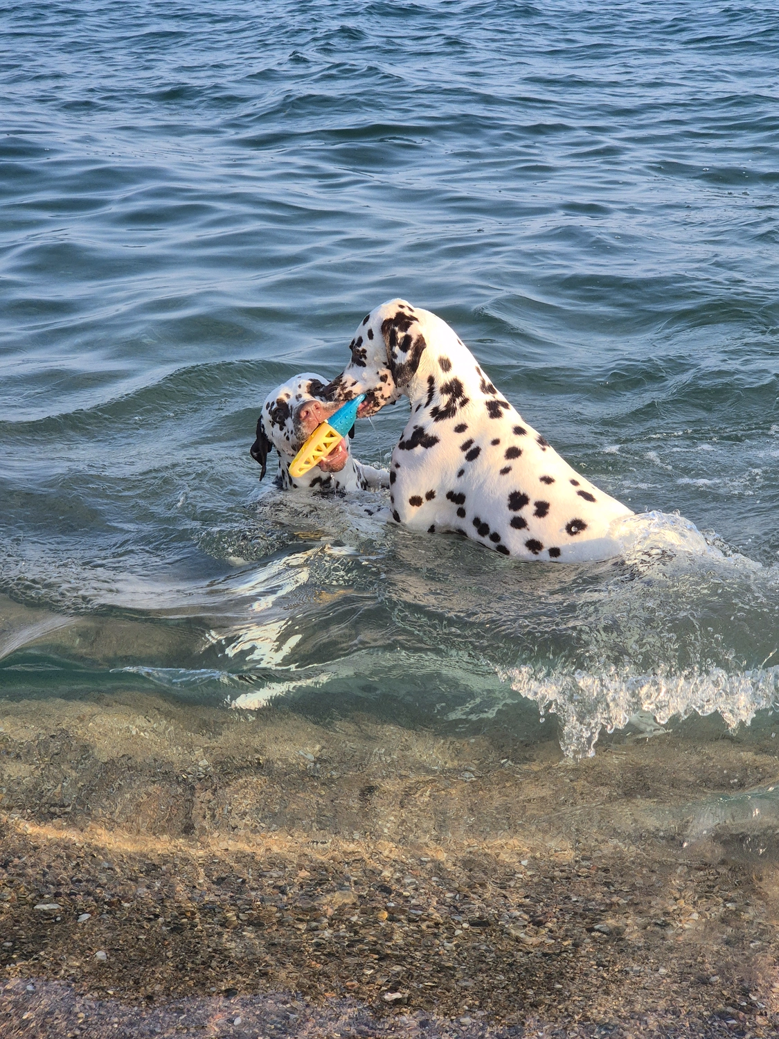 Dalmatinerzucht – Hund im Meer