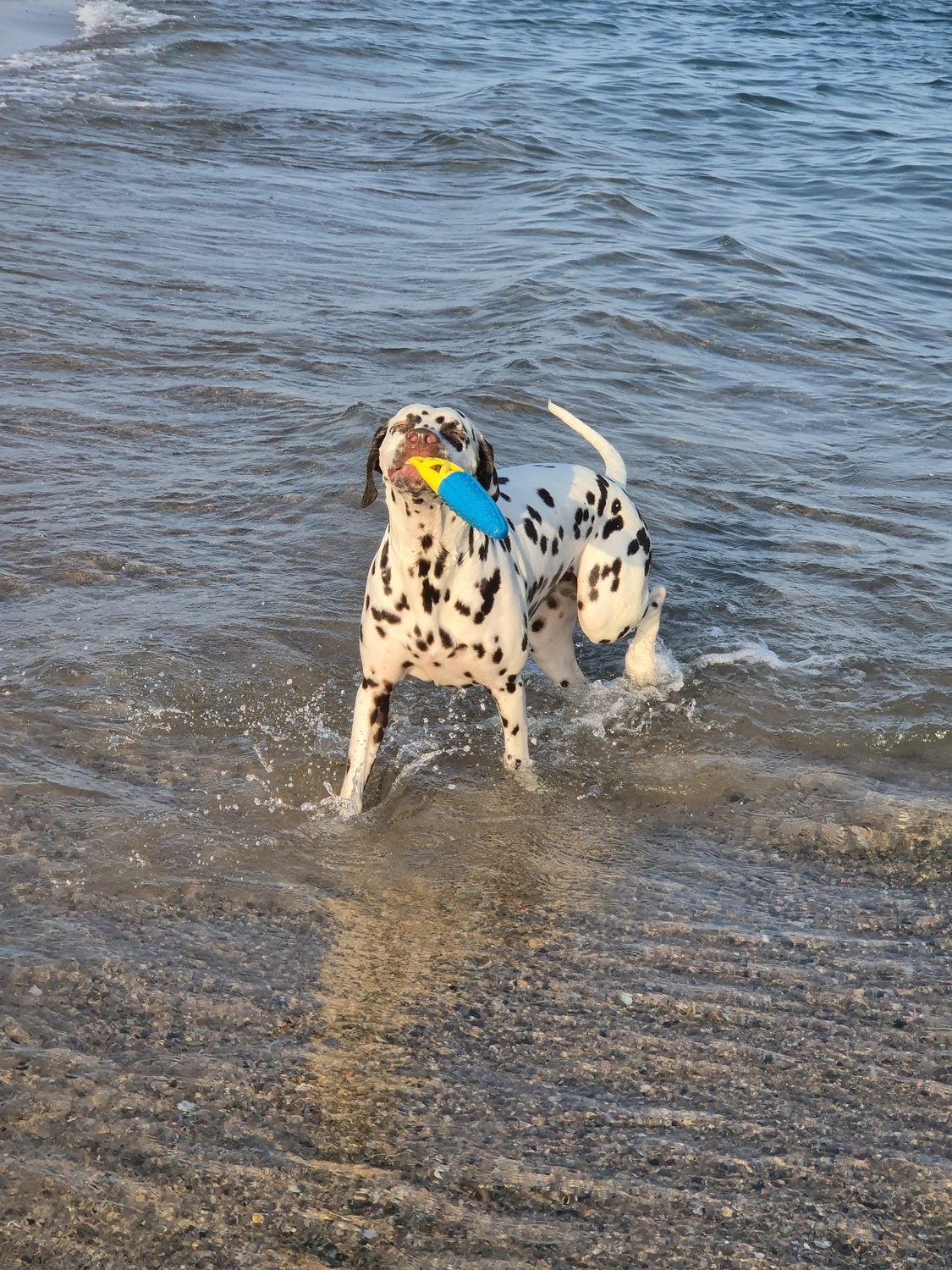 Dalmatinerzucht – Hund im Meer