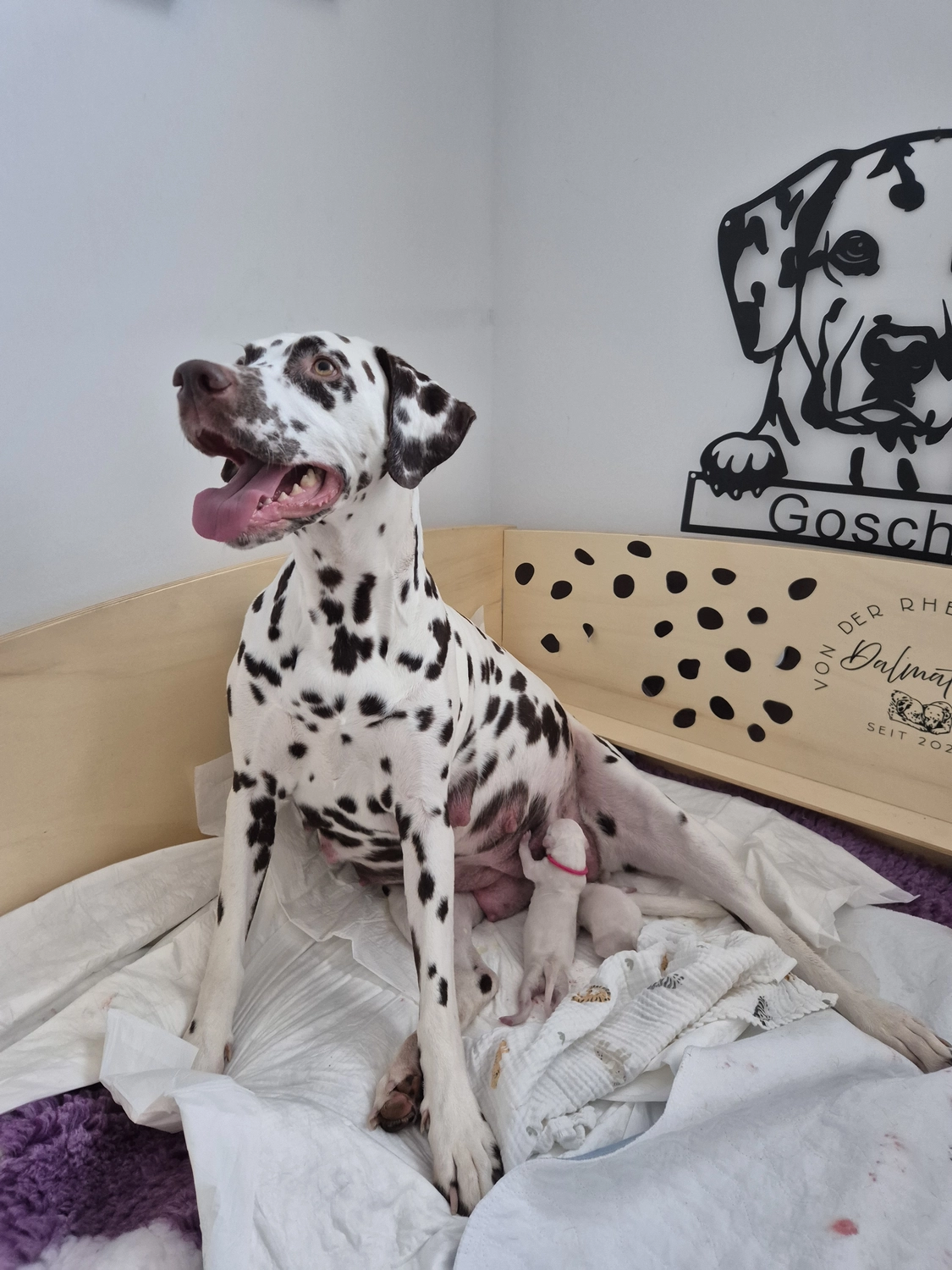 Dalmatiner - Zuchtstätte - Tierärztlicher Bericht über eine Ultraschalluntersuchung einer trächtigen Hündin namens Merle