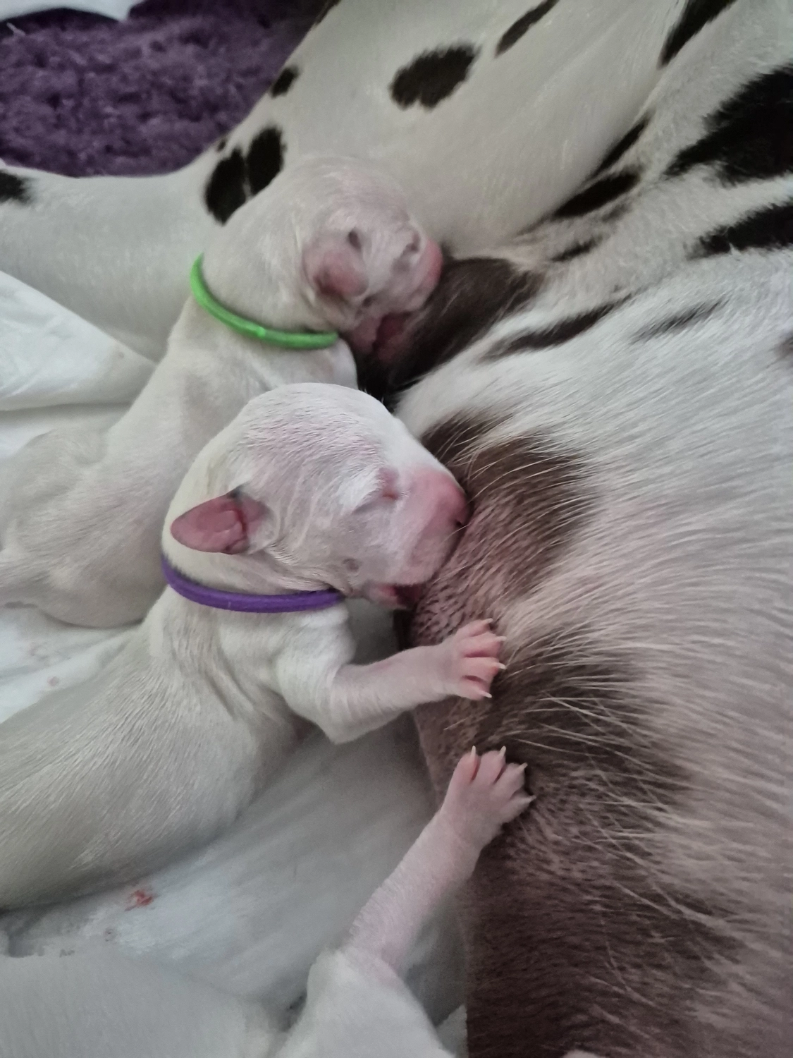 Dalmatiner - Zuchtstätte - Tierärztlicher Bericht über eine Ultraschalluntersuchung einer trächtigen Hündin namens Merle