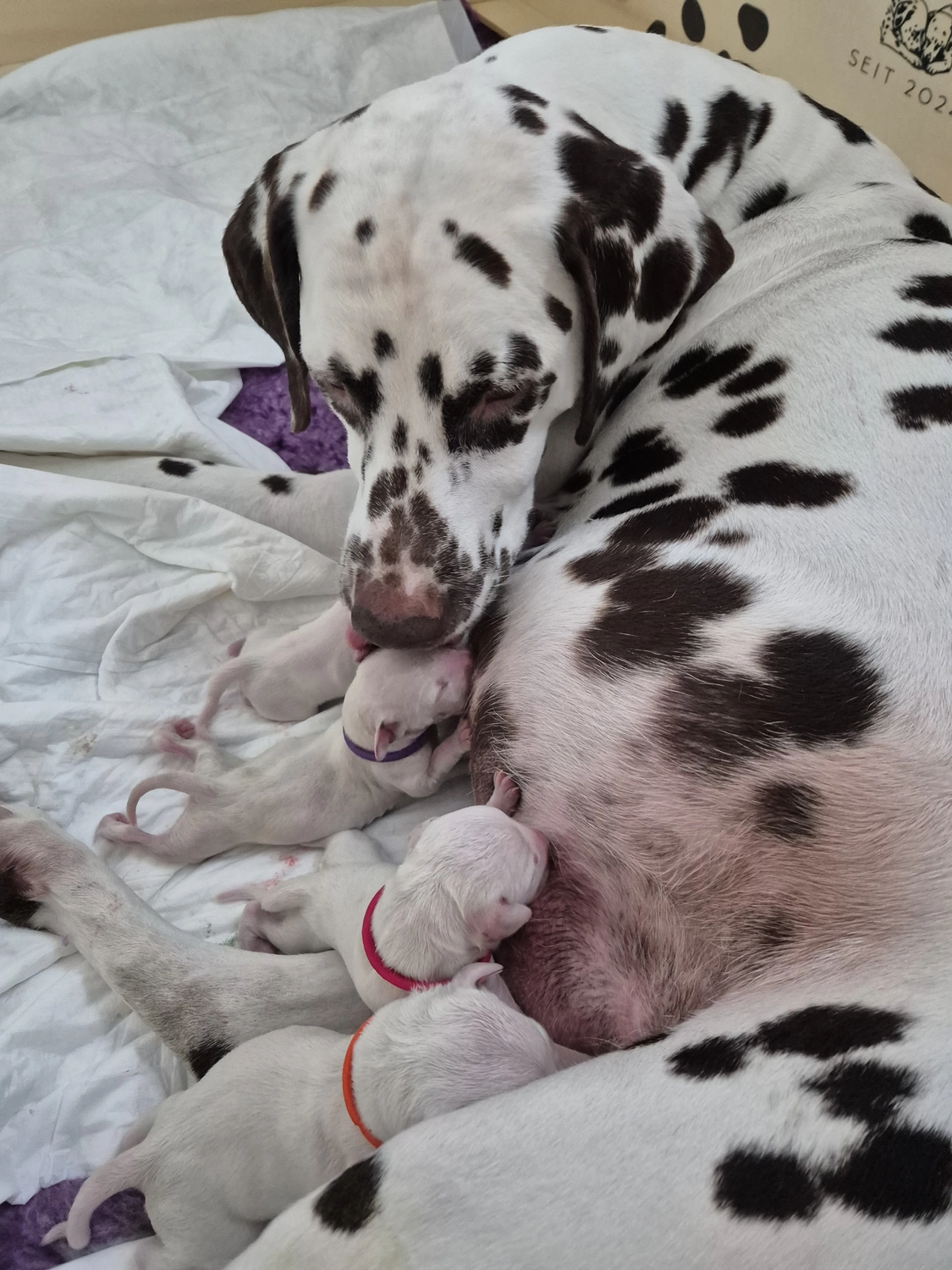 Dalmatiner - Zuchtstätte - Tierärztlicher Bericht über eine Ultraschalluntersuchung einer trächtigen Hündin namens Merle