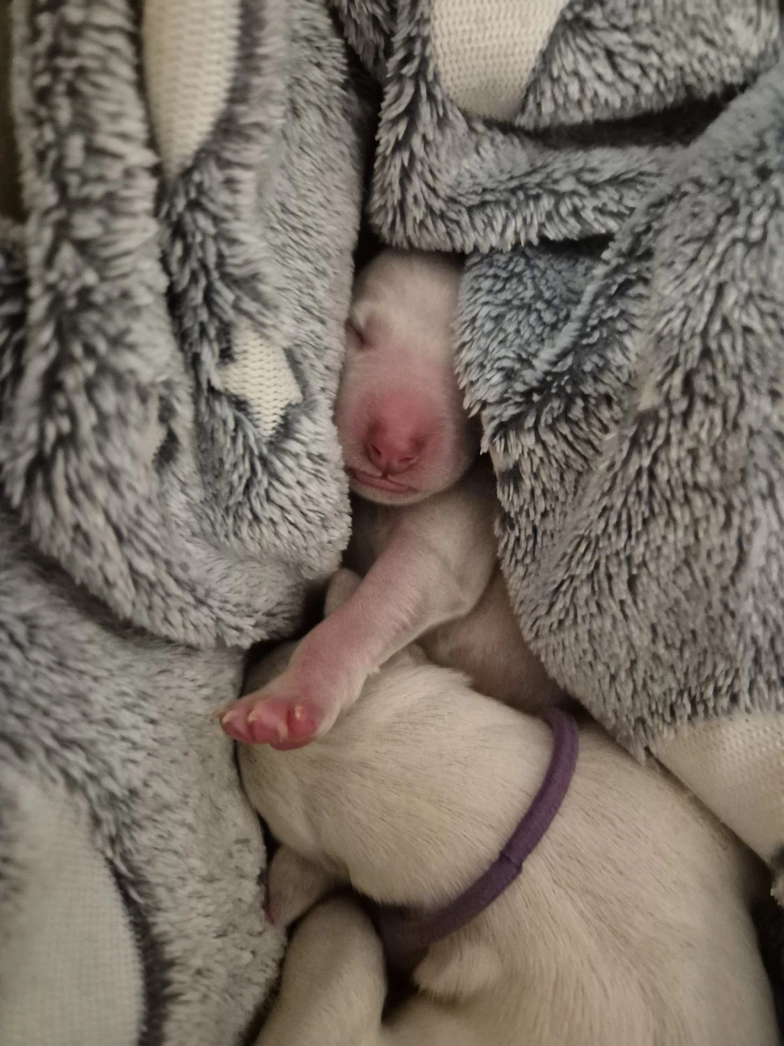 Dalmatiner - Zuchtstätte - Tierärztlicher Bericht über eine Ultraschalluntersuchung einer trächtigen Hündin namens Merle