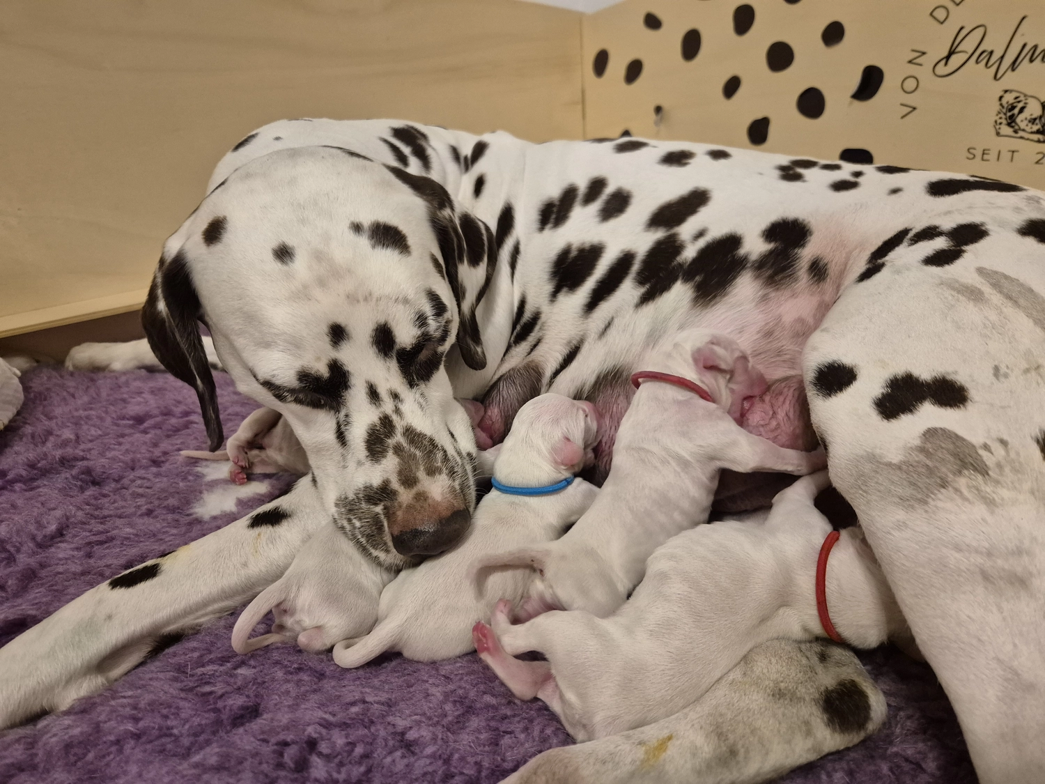 Dalmatiner - Zuchtstätte - Tierärztlicher Bericht über eine Ultraschalluntersuchung einer trächtigen Hündin namens Merle