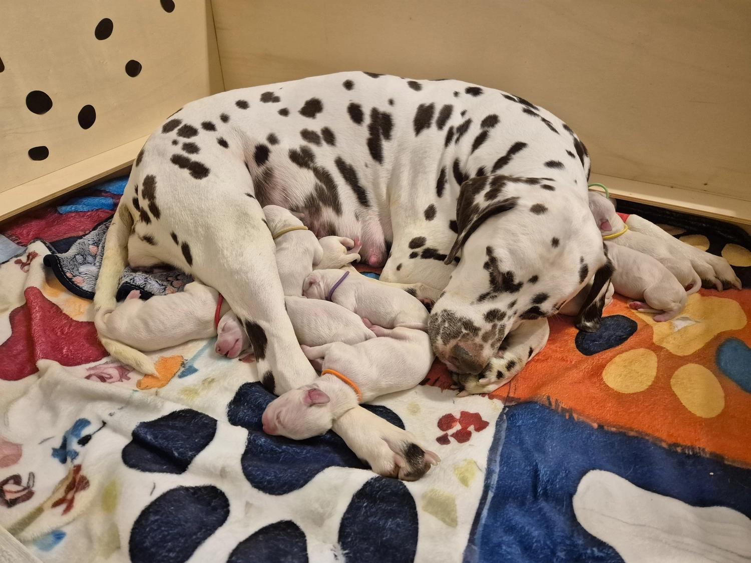 Dalmatiner - Zuchtstätte - Tierärztlicher Bericht über eine Ultraschalluntersuchung einer trächtigen Hündin namens Merle