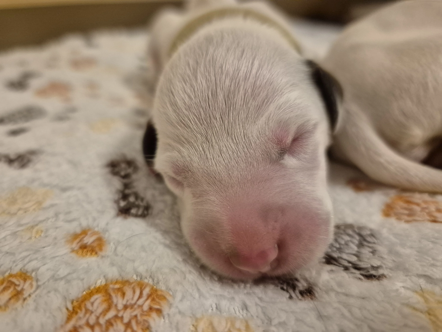 Dalmatiner - Zuchtstätte - Tierärztlicher Bericht über eine Ultraschalluntersuchung einer trächtigen Hündin namens Merle