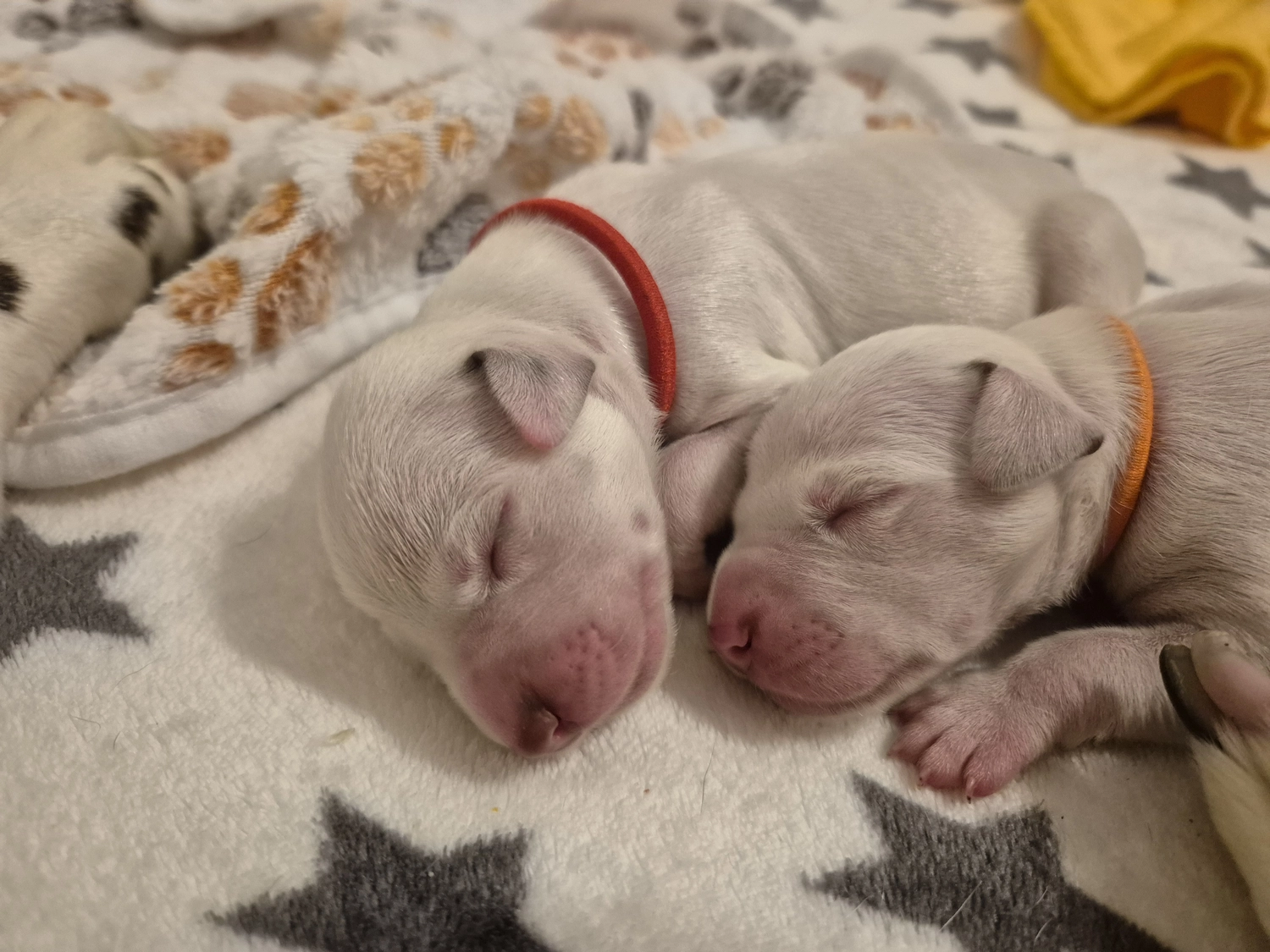 Dalmatiner - Zuchtstätte - Tierärztlicher Bericht über eine Ultraschalluntersuchung einer trächtigen Hündin namens Merle