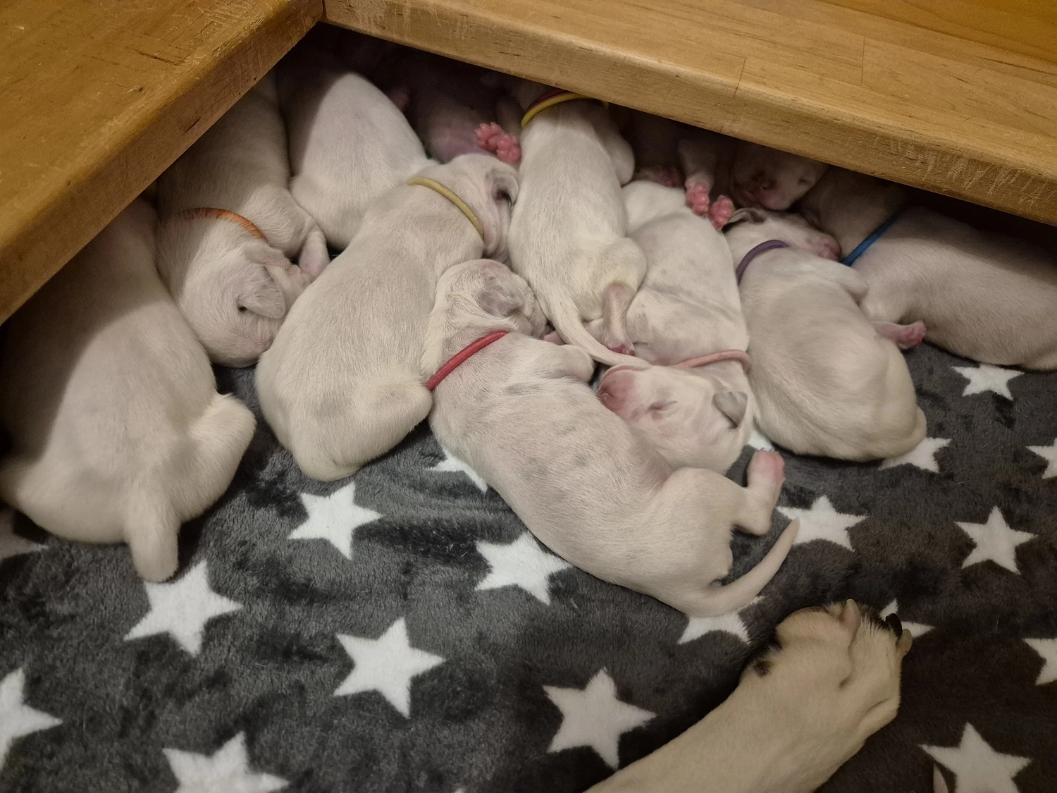 Dalmatiner - Zuchtstätte - Tierärztlicher Bericht über eine Ultraschalluntersuchung einer trächtigen Hündin namens Merle