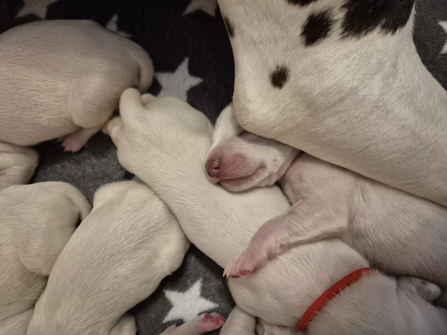 Dalmatiner - Zuchtstätte - Tierärztlicher Bericht über eine Ultraschalluntersuchung einer trächtigen Hündin namens Merle